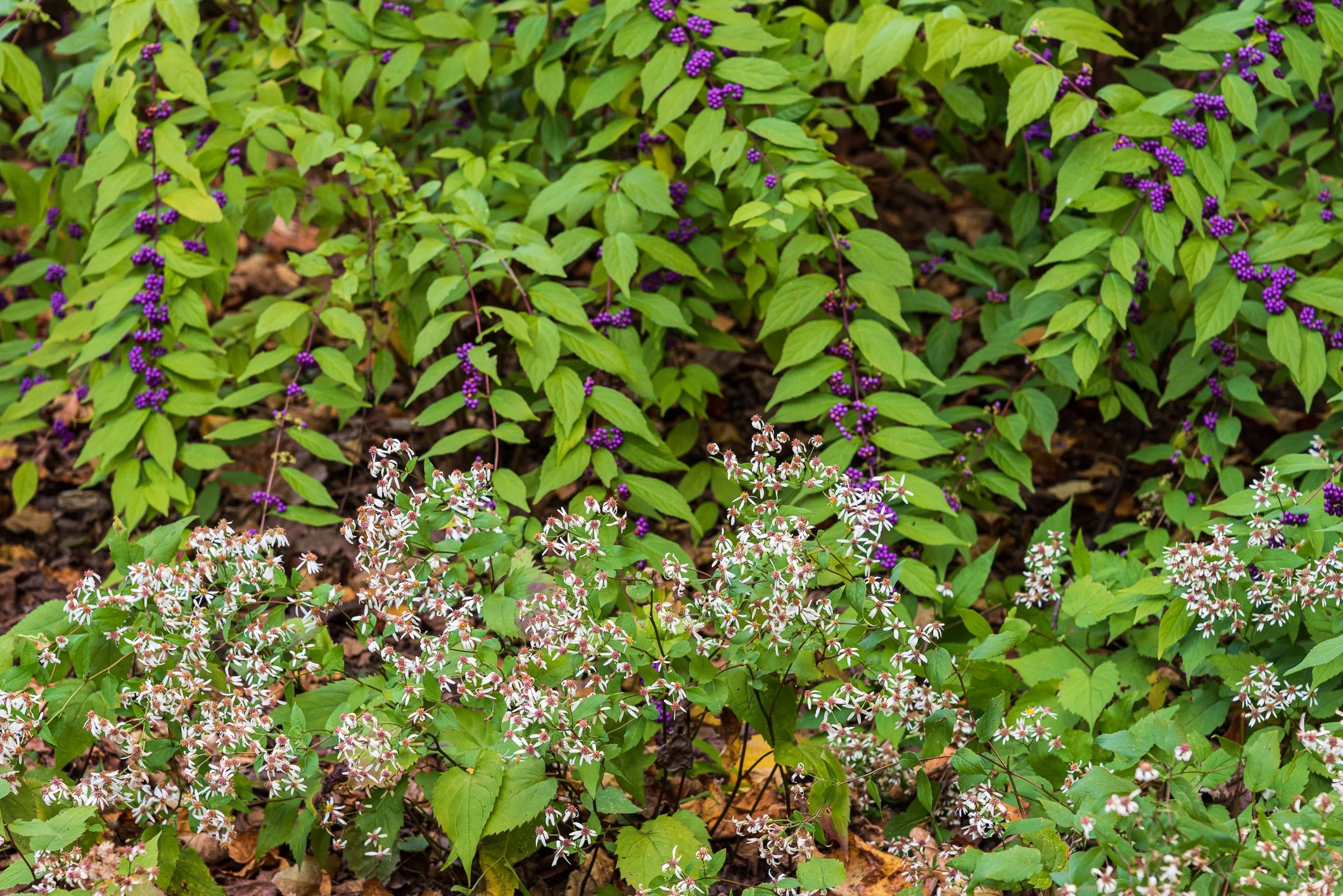 Soft native plantings in Arlington, Virginia