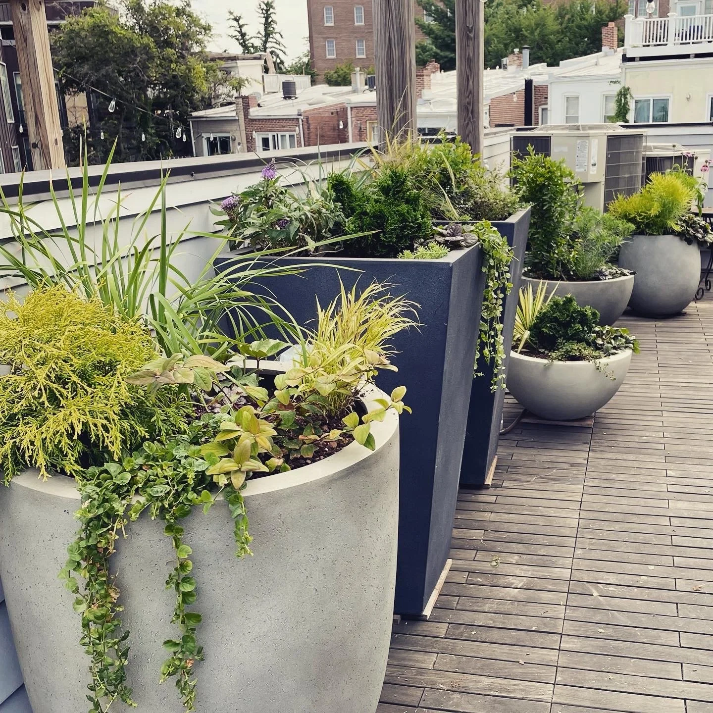 Rooftop plantings in an urban landscape. Individually designed perennial and annual plants for multiple seasons of color. Difficult exposure--sunny and dry on a rooftop in NW DC.