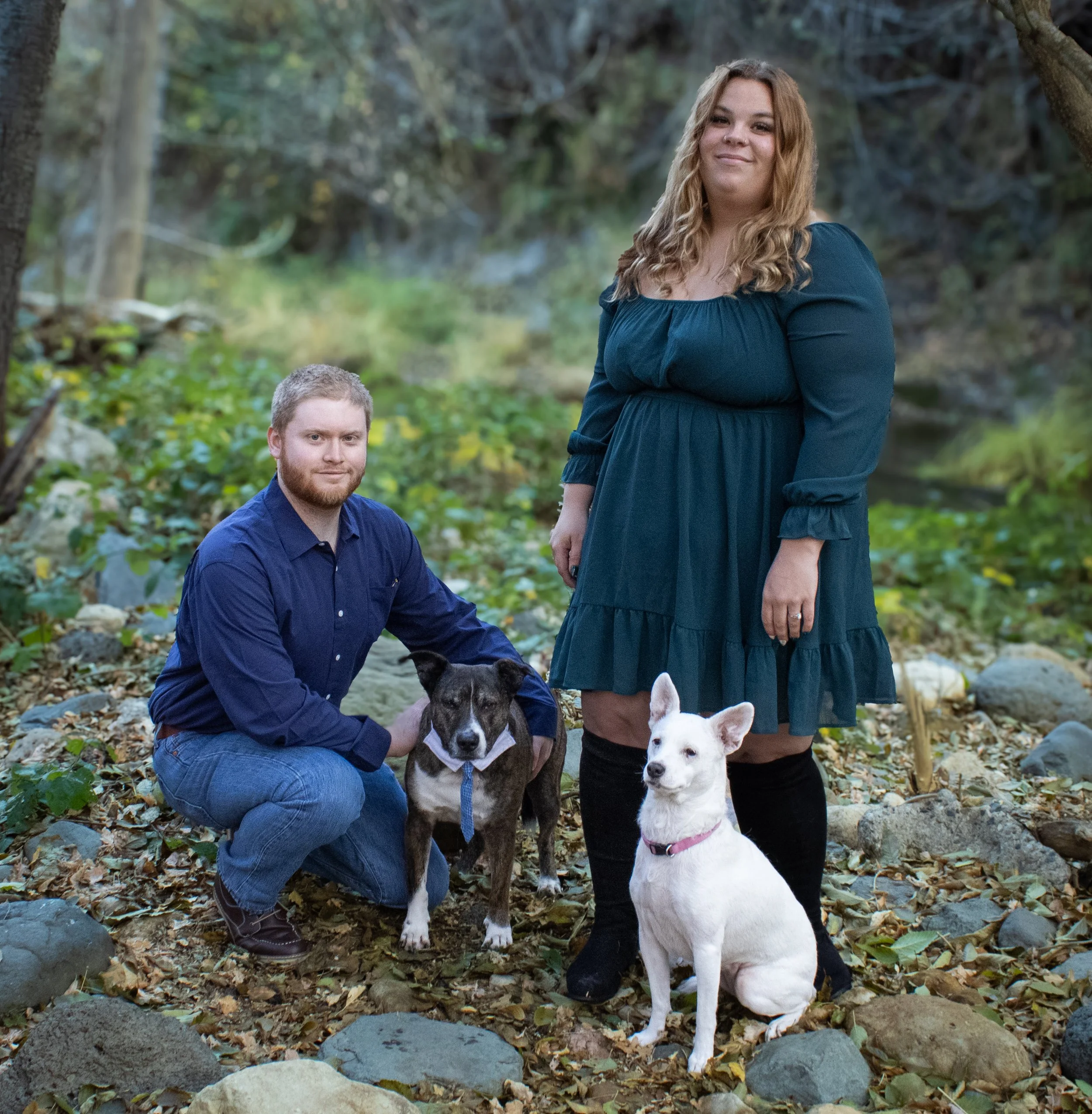 Pet Portraits
