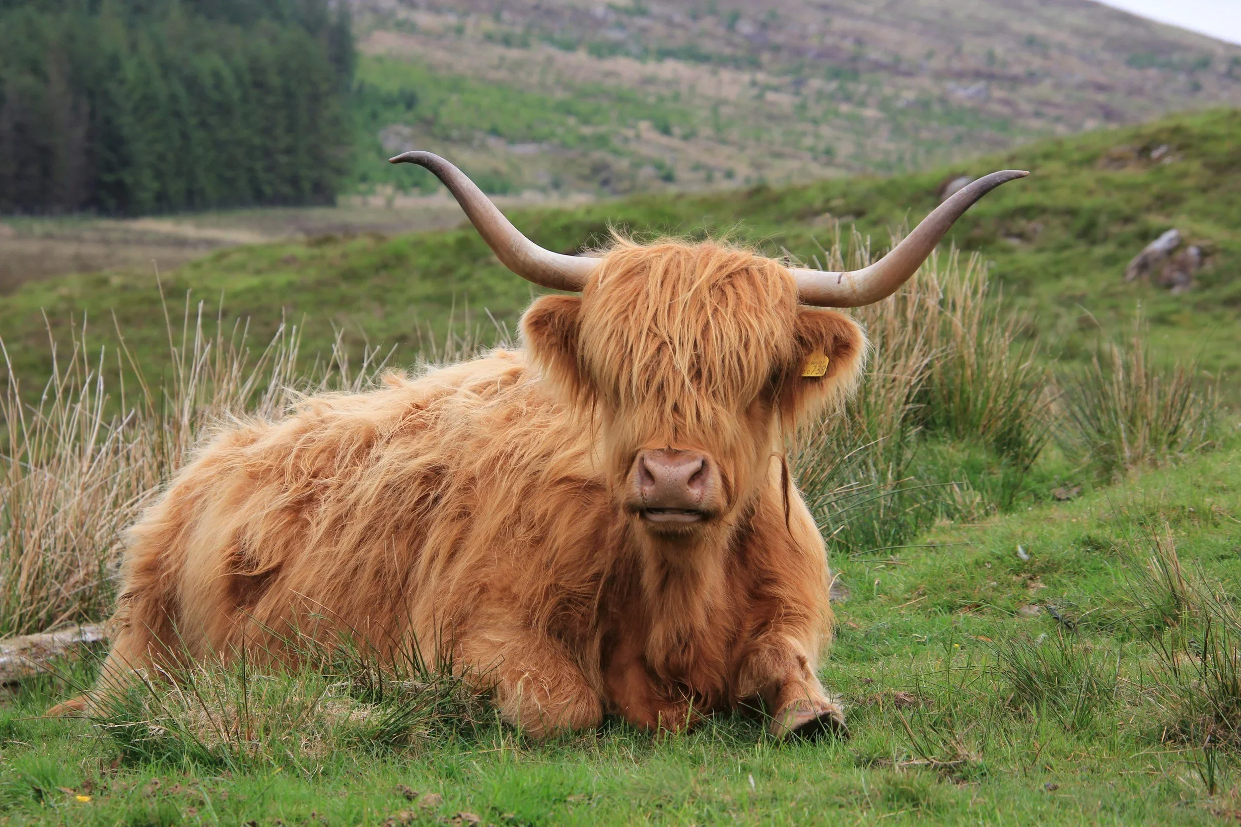 Highland cow with long horns