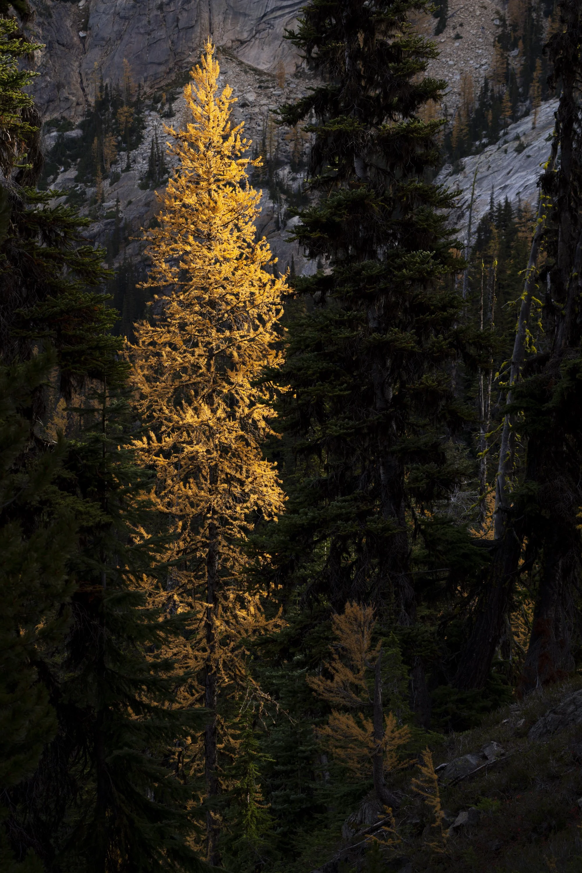 Larch finals.jpg