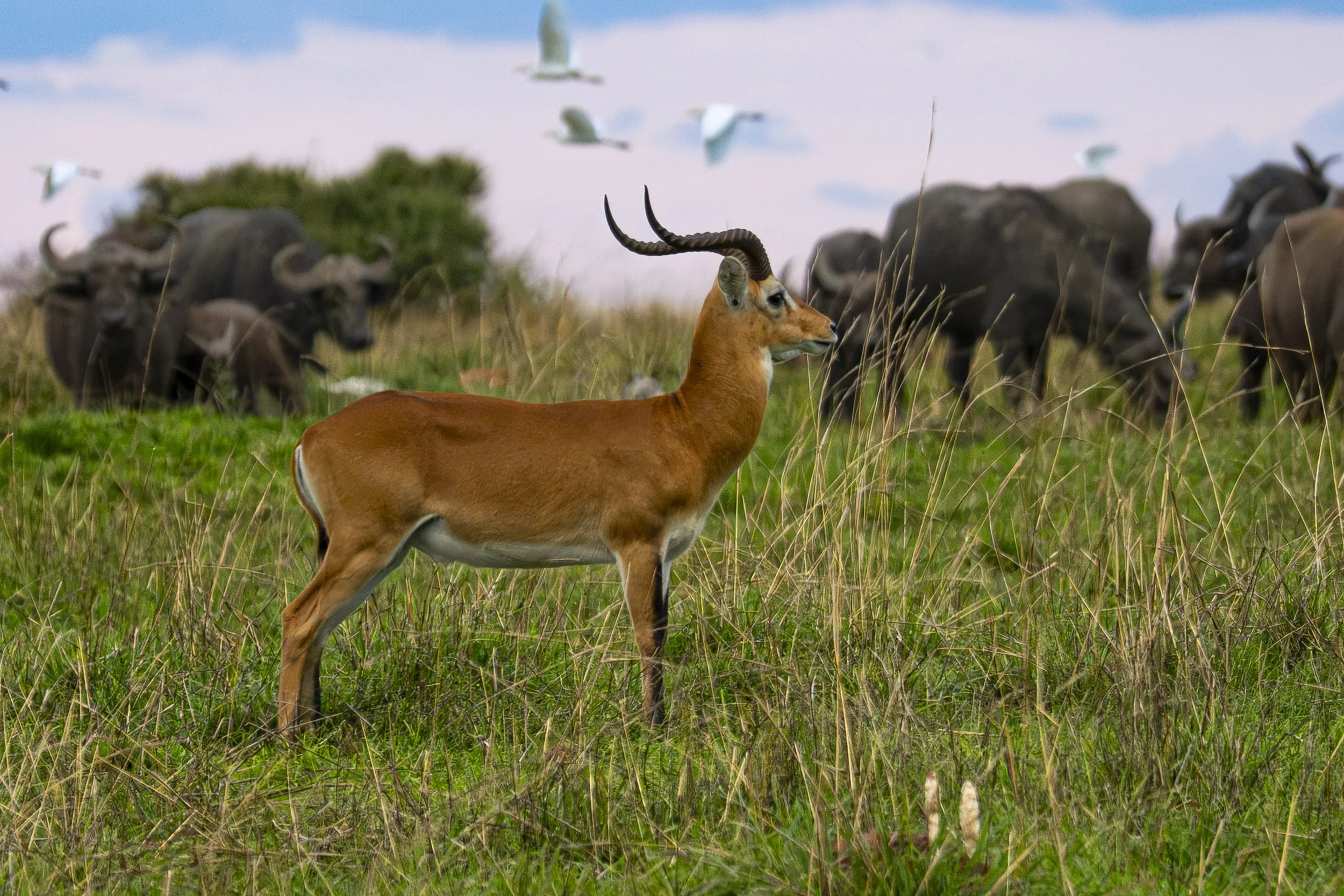 Ugandan Kob.jpg