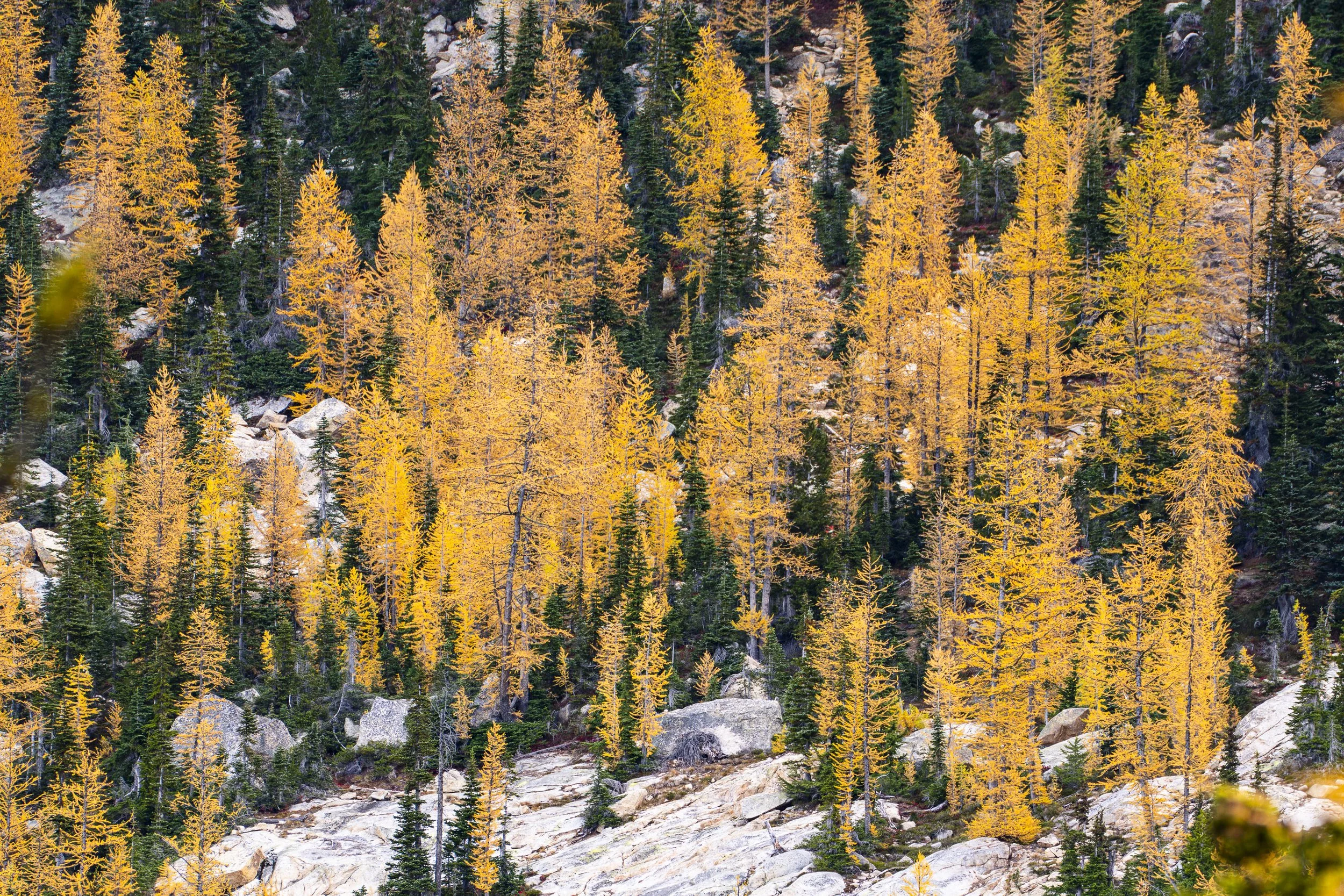 Larch finals-3.jpg