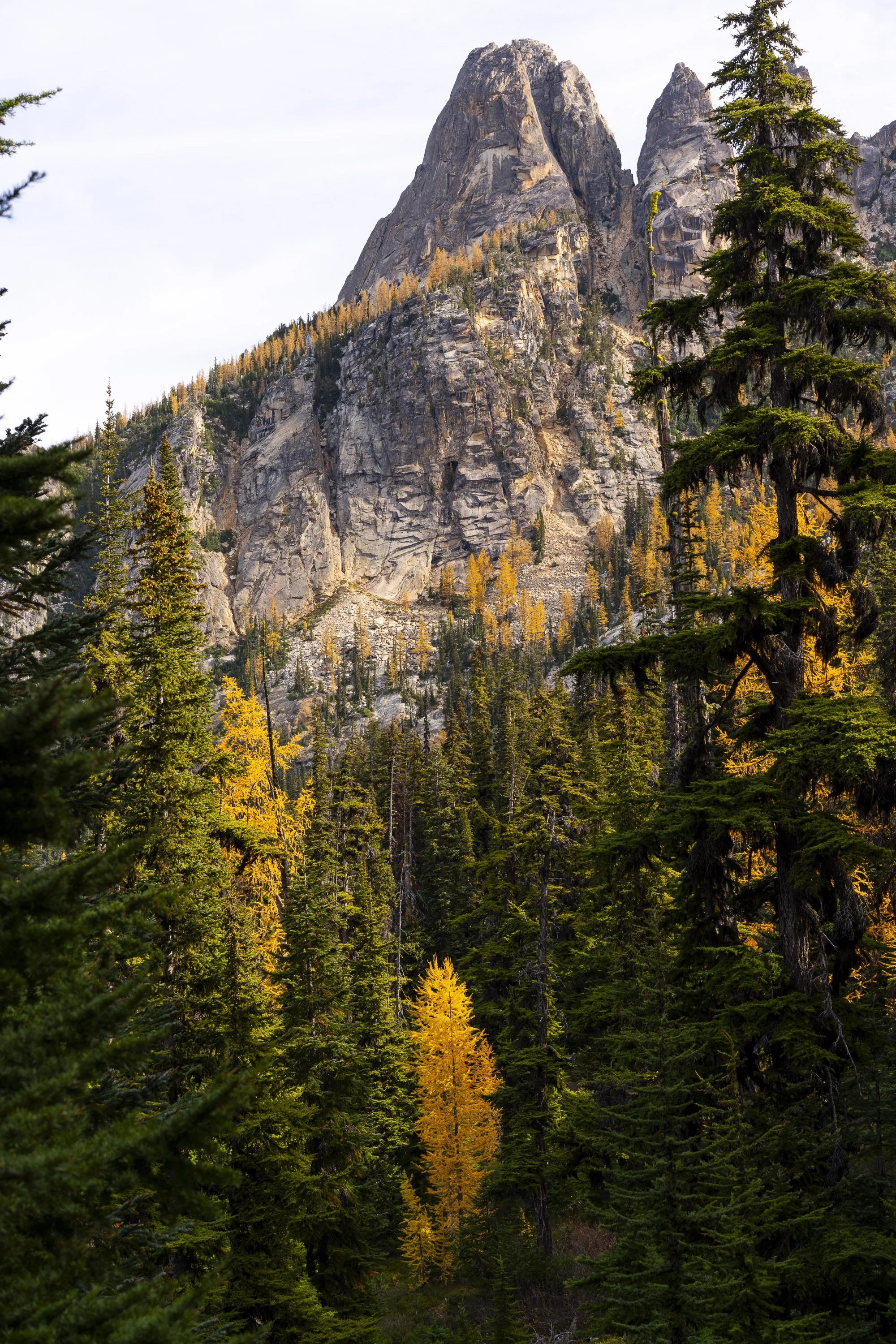 Hillside of Gold