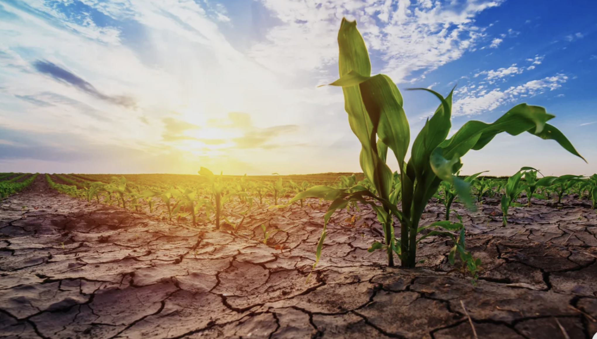 Climate Change's Threat to Agriculture & Global Food Supply
