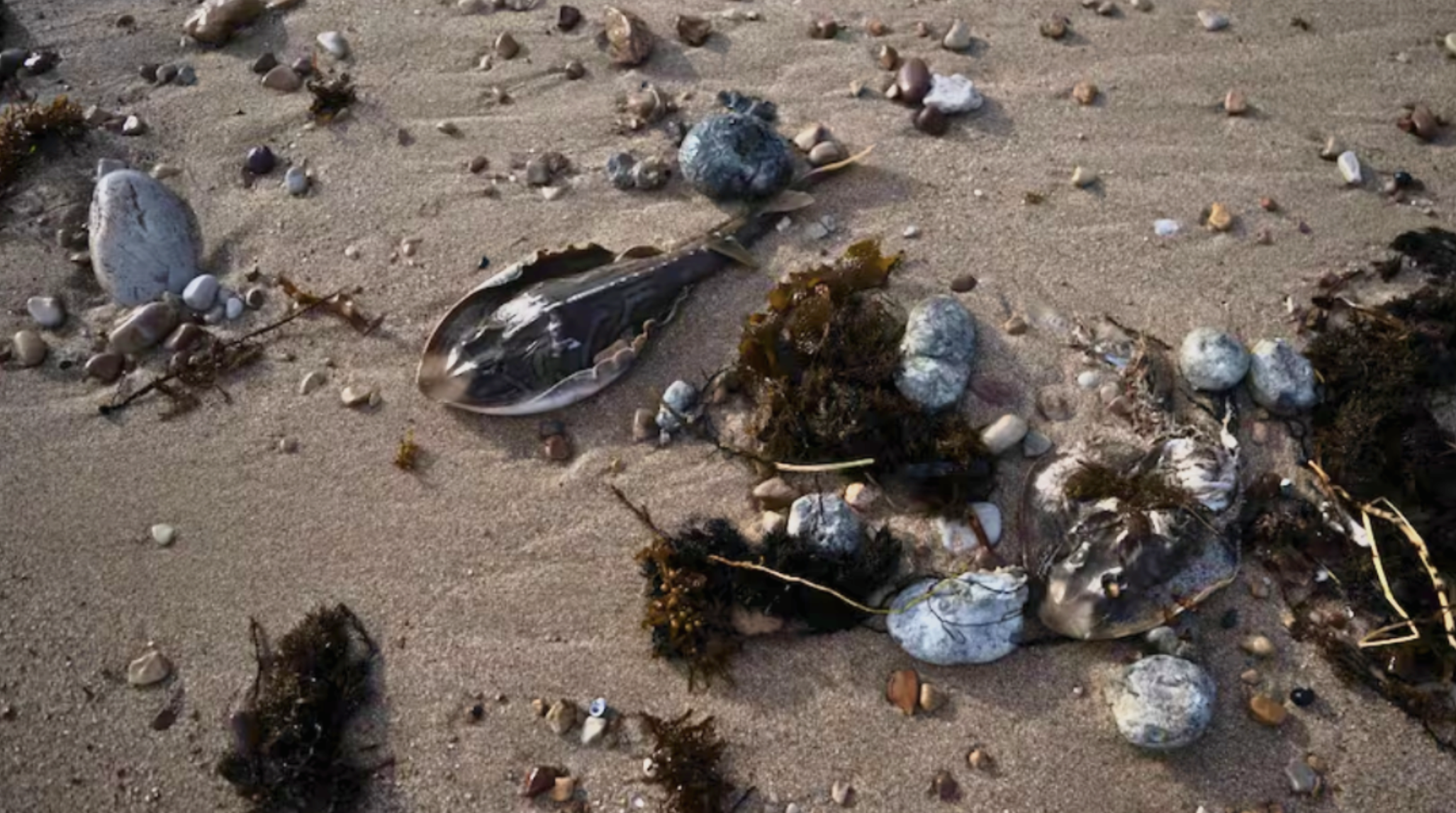 Marine Die-Offs Signal a Climate Emergency