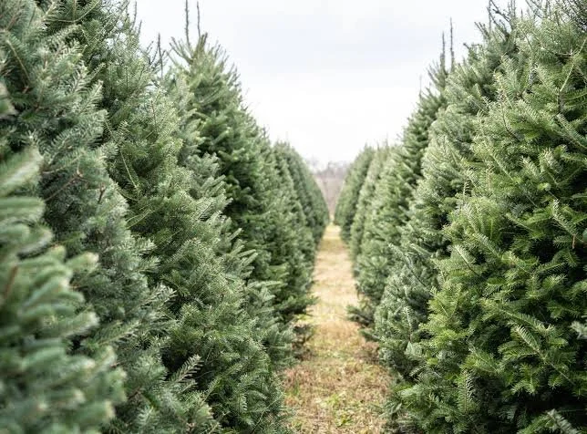A path through a Christmas tree farm with rows of green Christmas trees on each side.