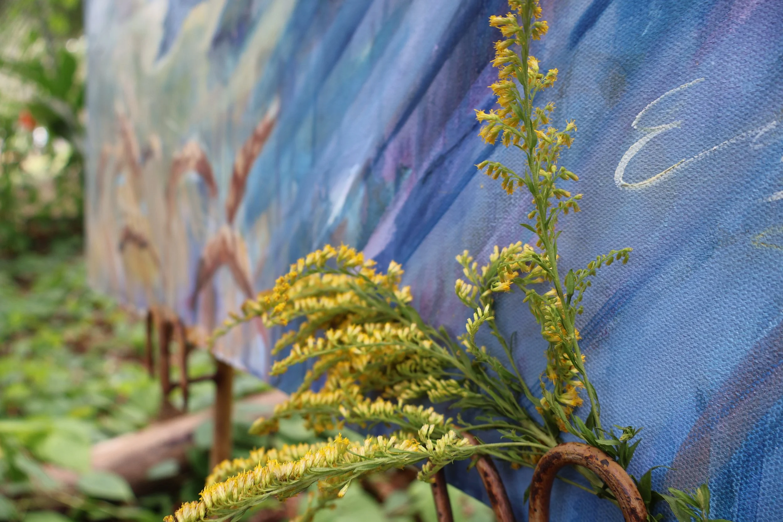 Yellow flowering goldenrod plants growing in front of a blue and purple garden mural