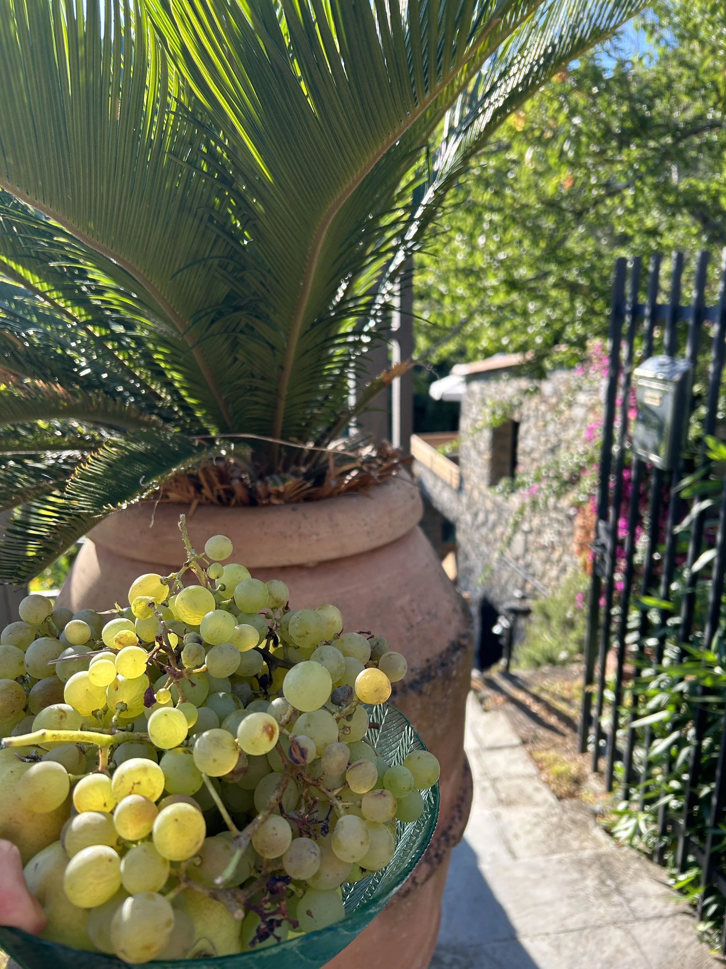Experience the Harvest in Cinque Terre in Septembe. Vermentino, Albarola, Bosco are the three local grapes.