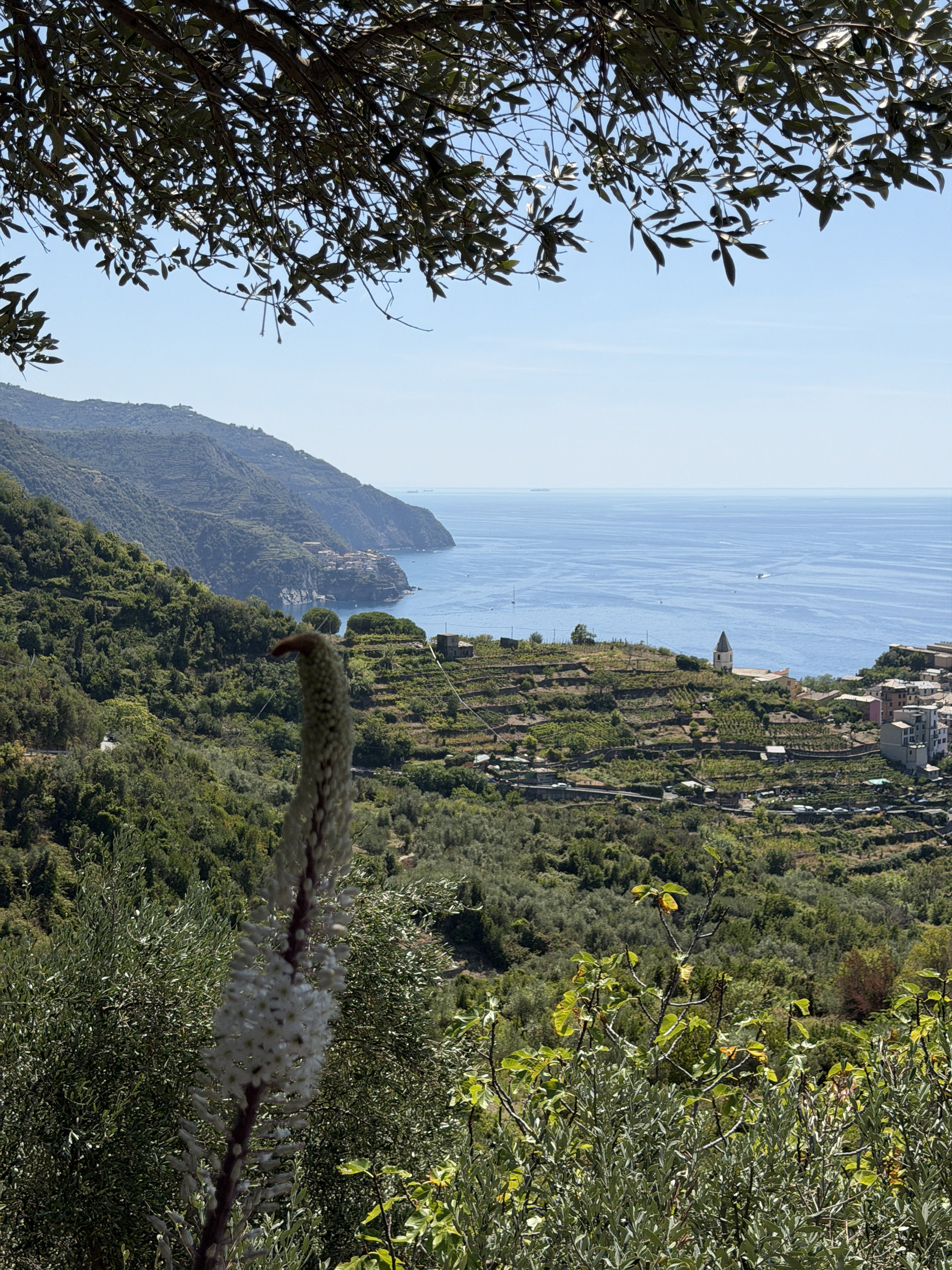 Overlook view of the Cinque Terre coastal landscape with green terraced hills, small villages, and the mediteranean sea