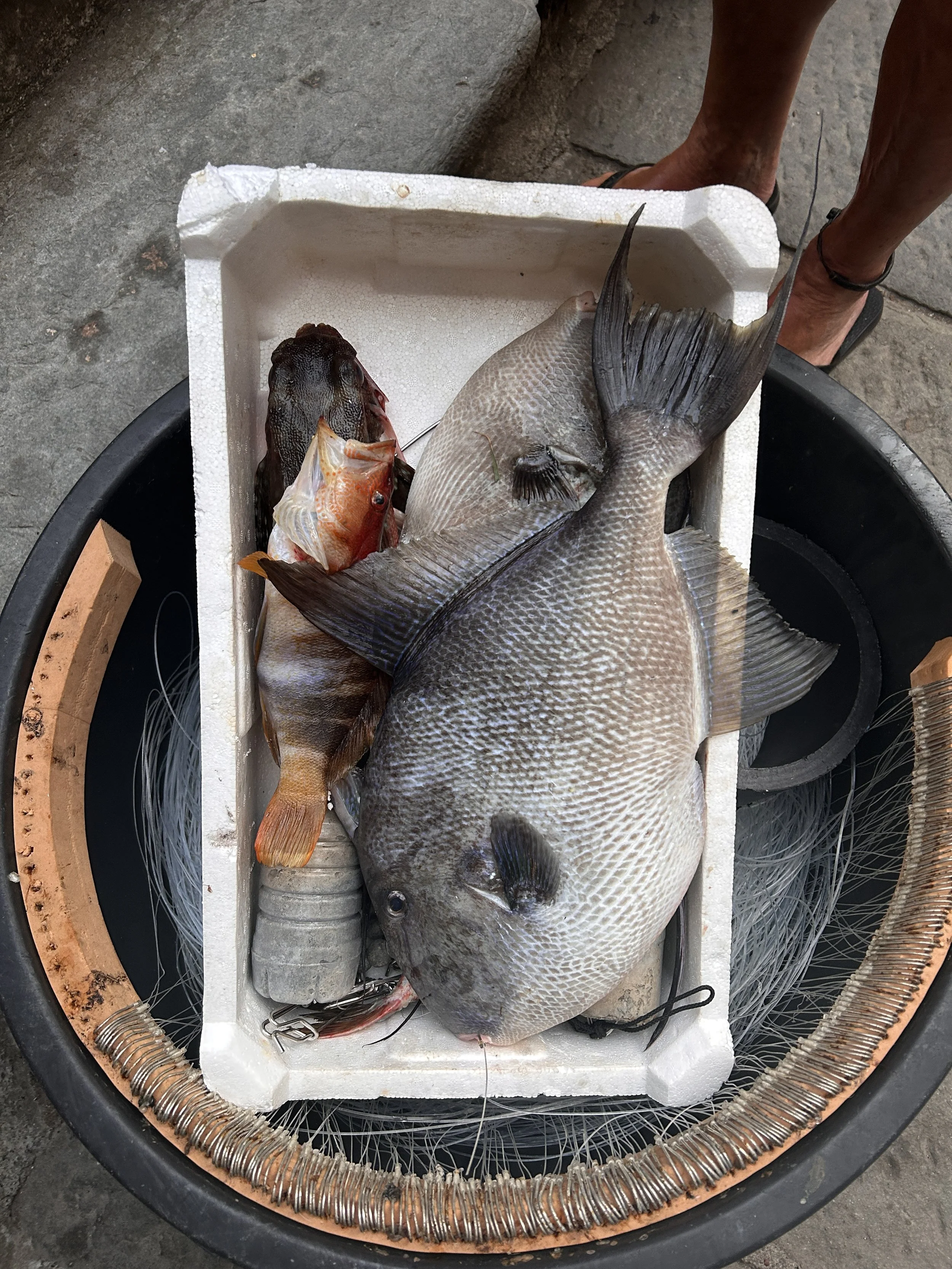 Fresh Seafood in Liguria's coastal villages