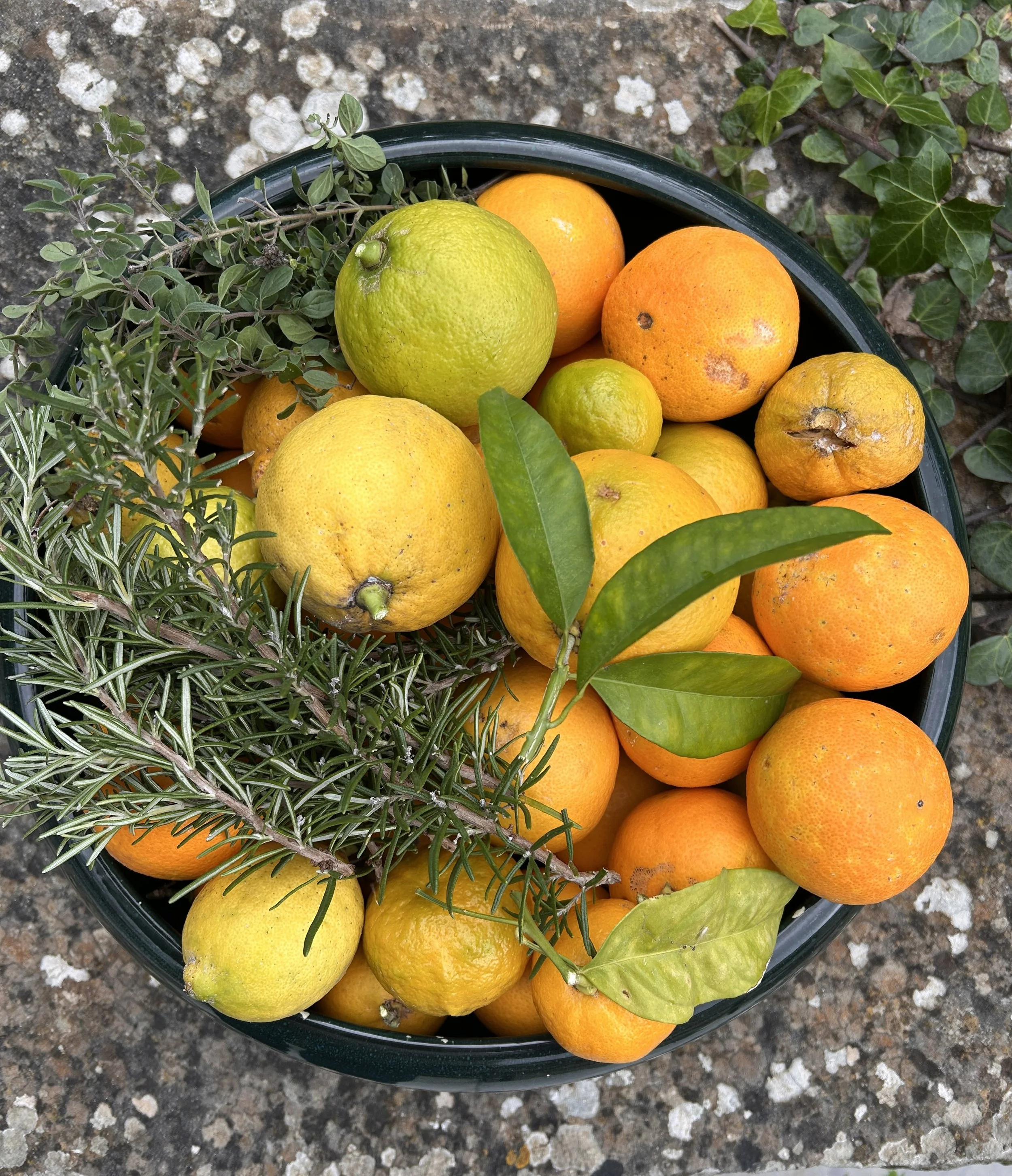 Ligurian citrus, exceptional all year harvests. 