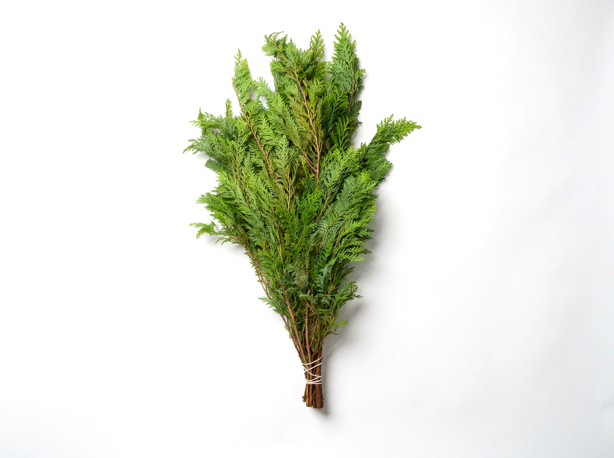 Western Red Cedar