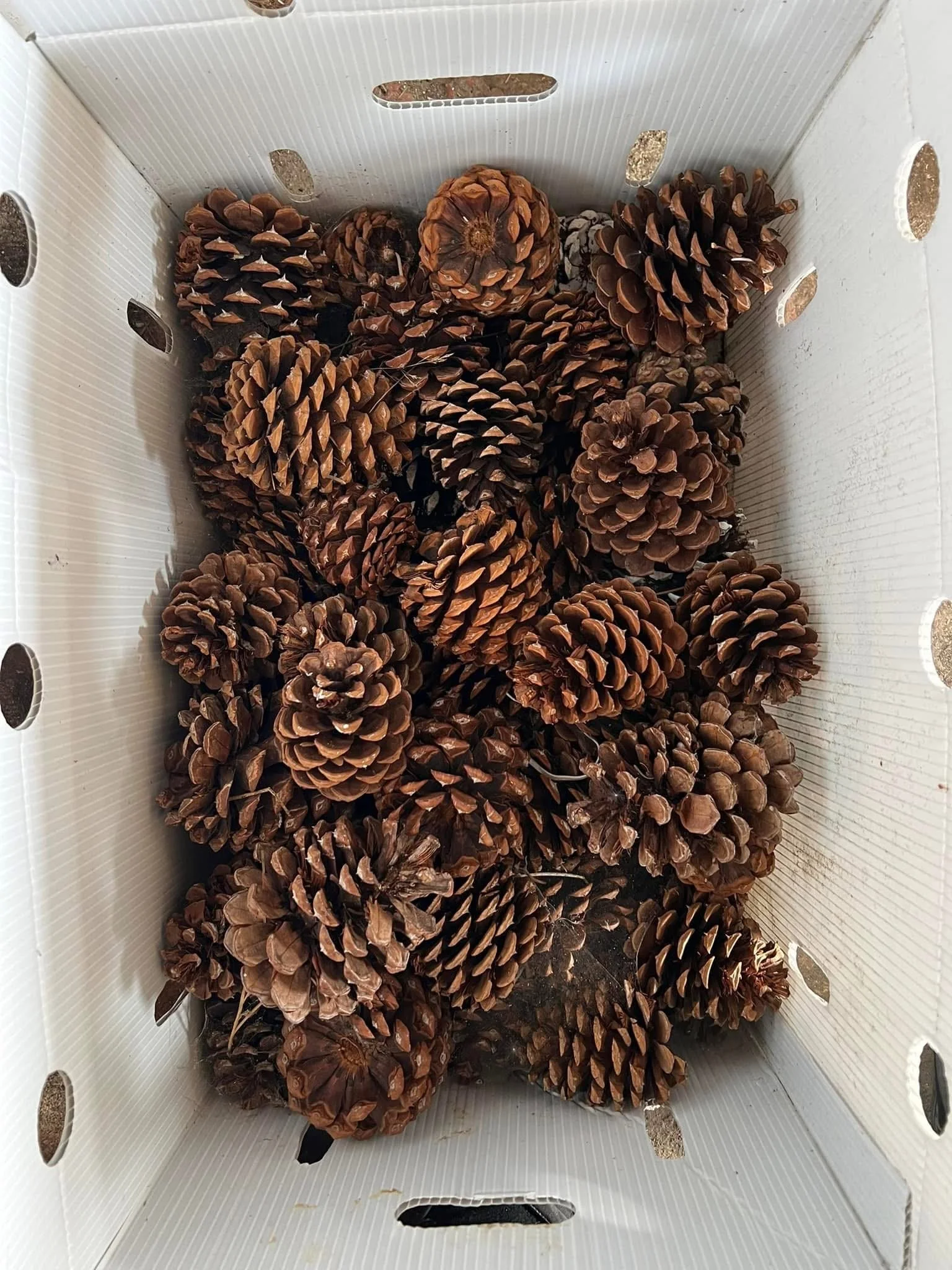 Premium Natural Ponderosa Pinecones – Bulk Packs & Custom Painted Finishes