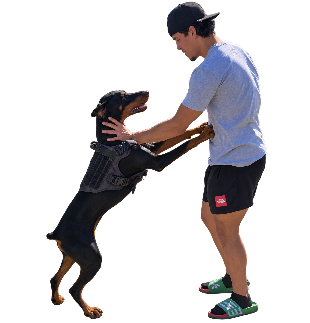 A young man in a gray t-shirt, black shorts, and green slide sandals plays with a large Doberman dog wearing a harness. The dog is jumping up with its front paws on the man's chest. They are outdoors on a sunny day.