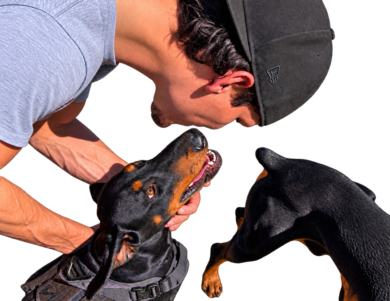 A man wearing a cap and gray shirt is kneeling down and leaning close to two dogs, a black and tan Doberman Pinscher and a Rottweiler, both interacting affectionately with him.