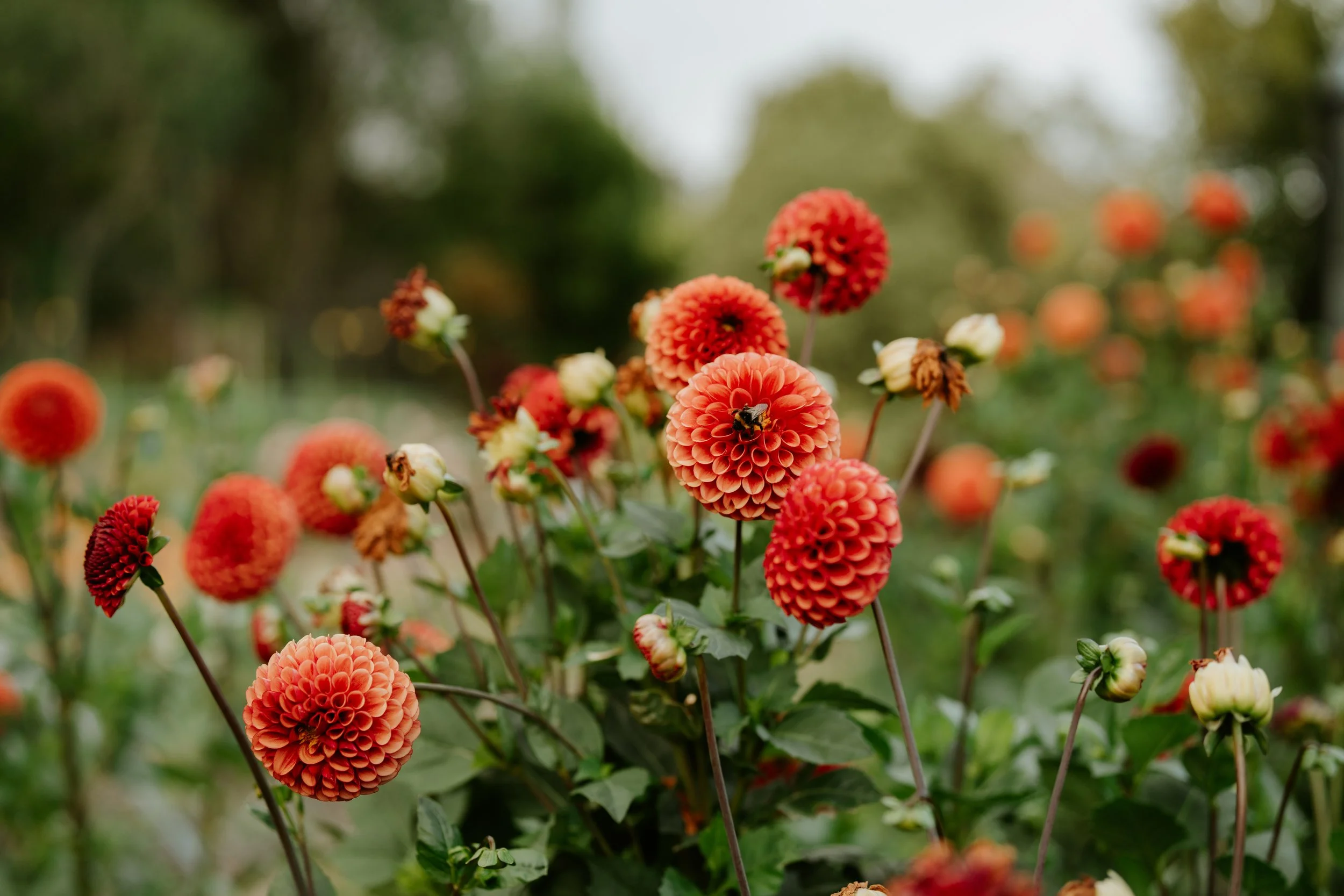 Vibrant orange and red pompon dahlias blooming in a garden, with a bee resting on a central flower.