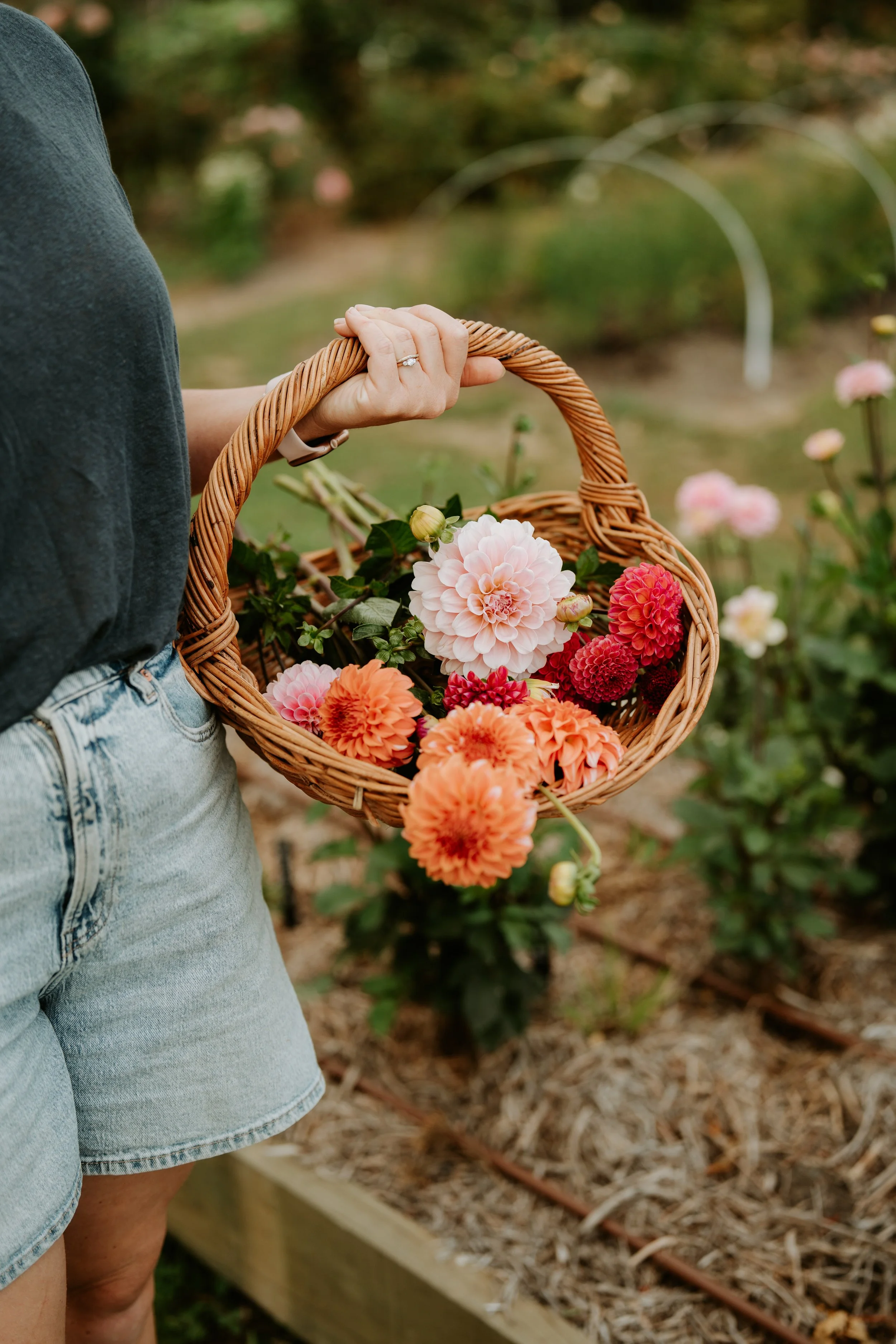 Person holding a wicker basket filled with colorful dahlias in a garden