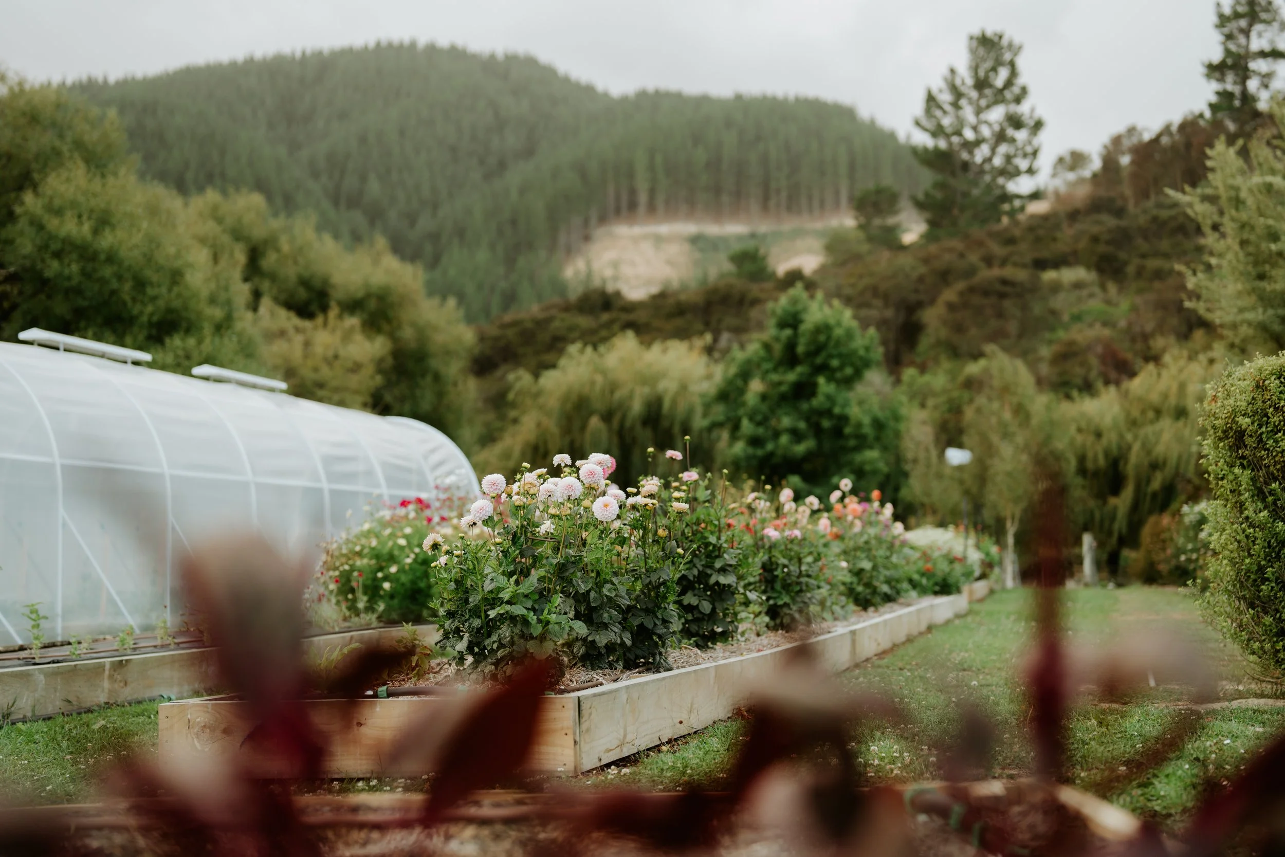Flower garden with raised beds, blooming dahlias, greenhouse, manicured hedges, and forested hills