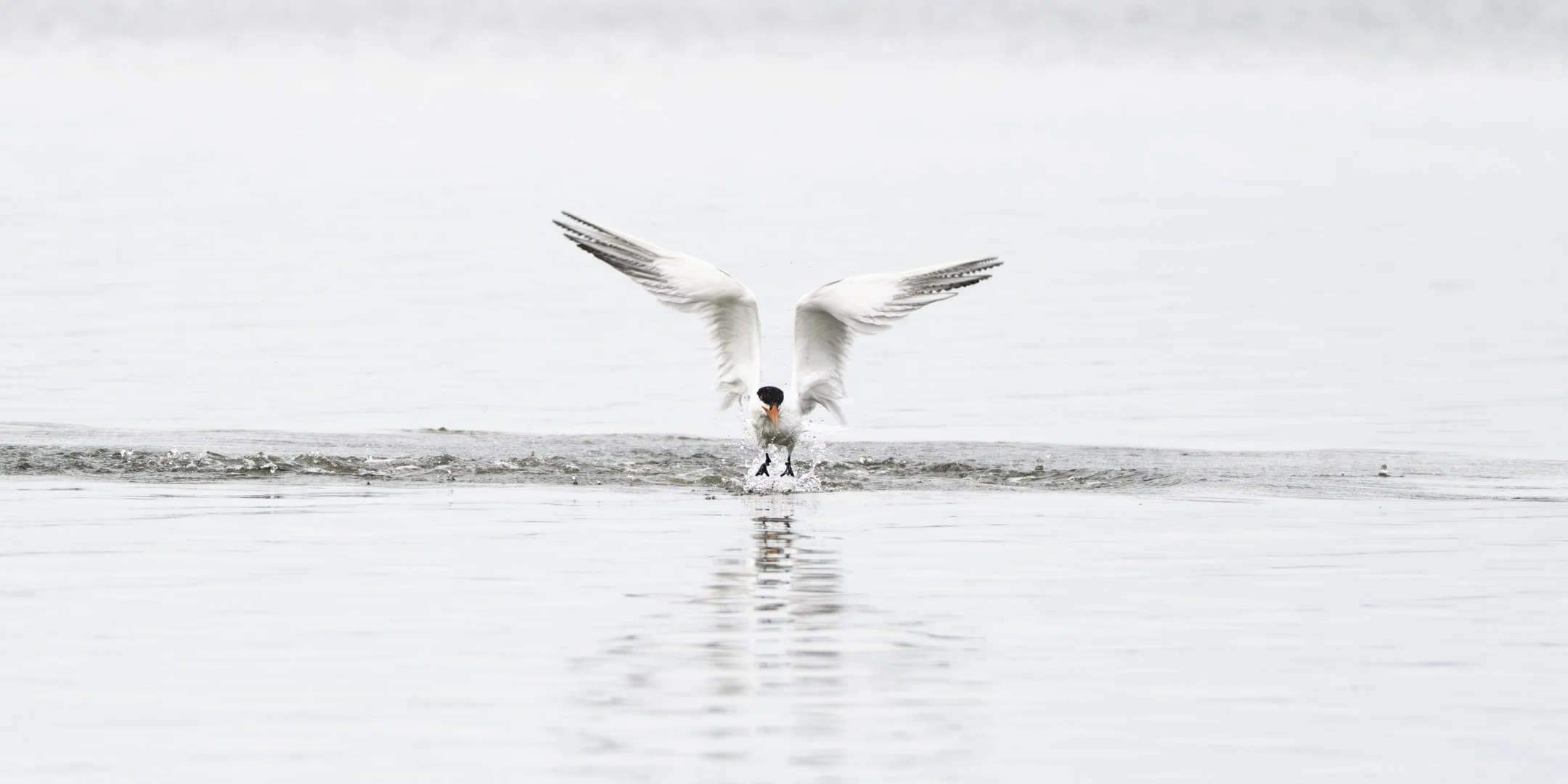 A white bird, possibly a seagull or tern, landing on water with wings spread wide, creating ripples and splashes.