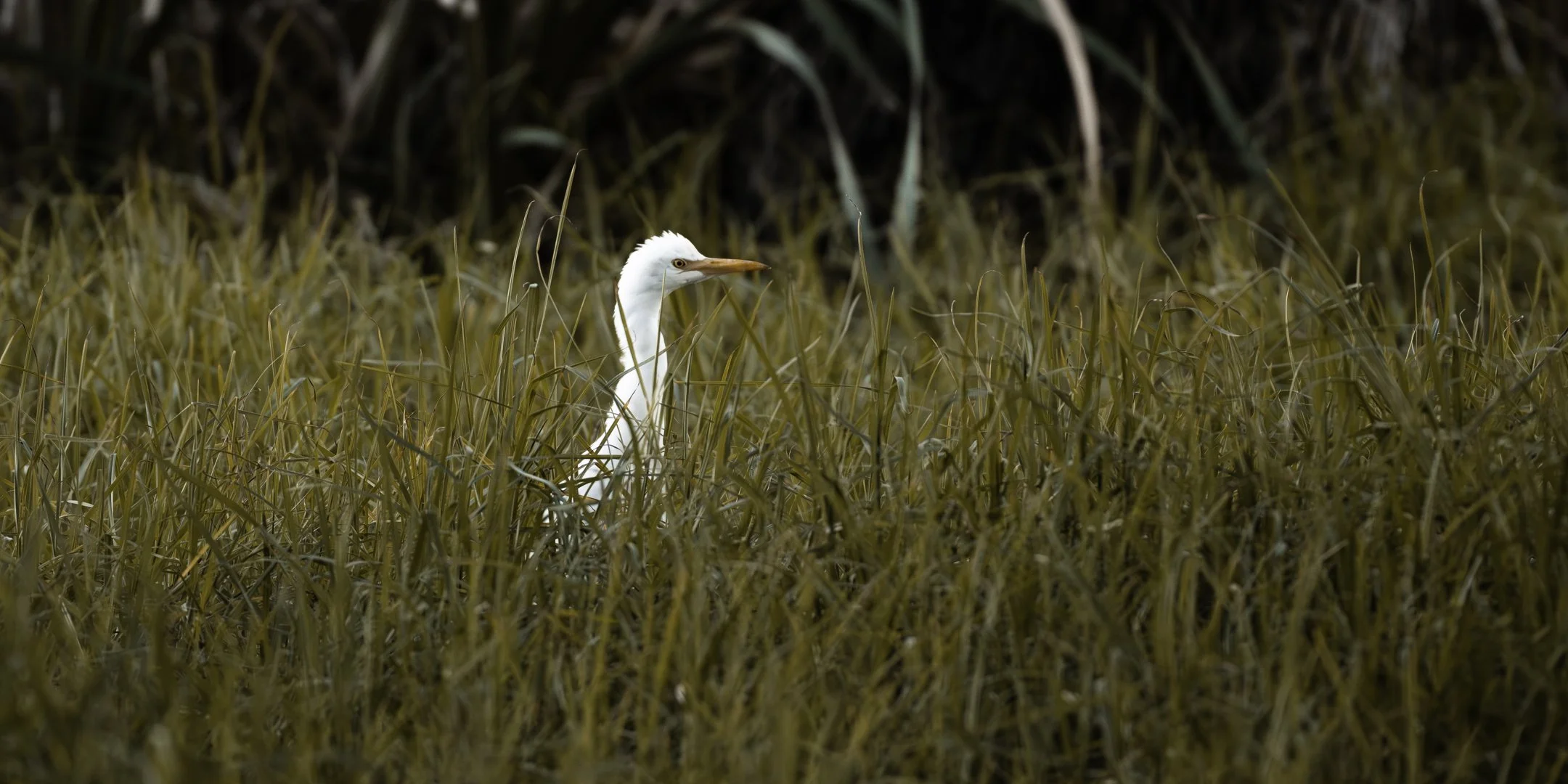 A white heron standing in tall, dry grass with a dark background.
