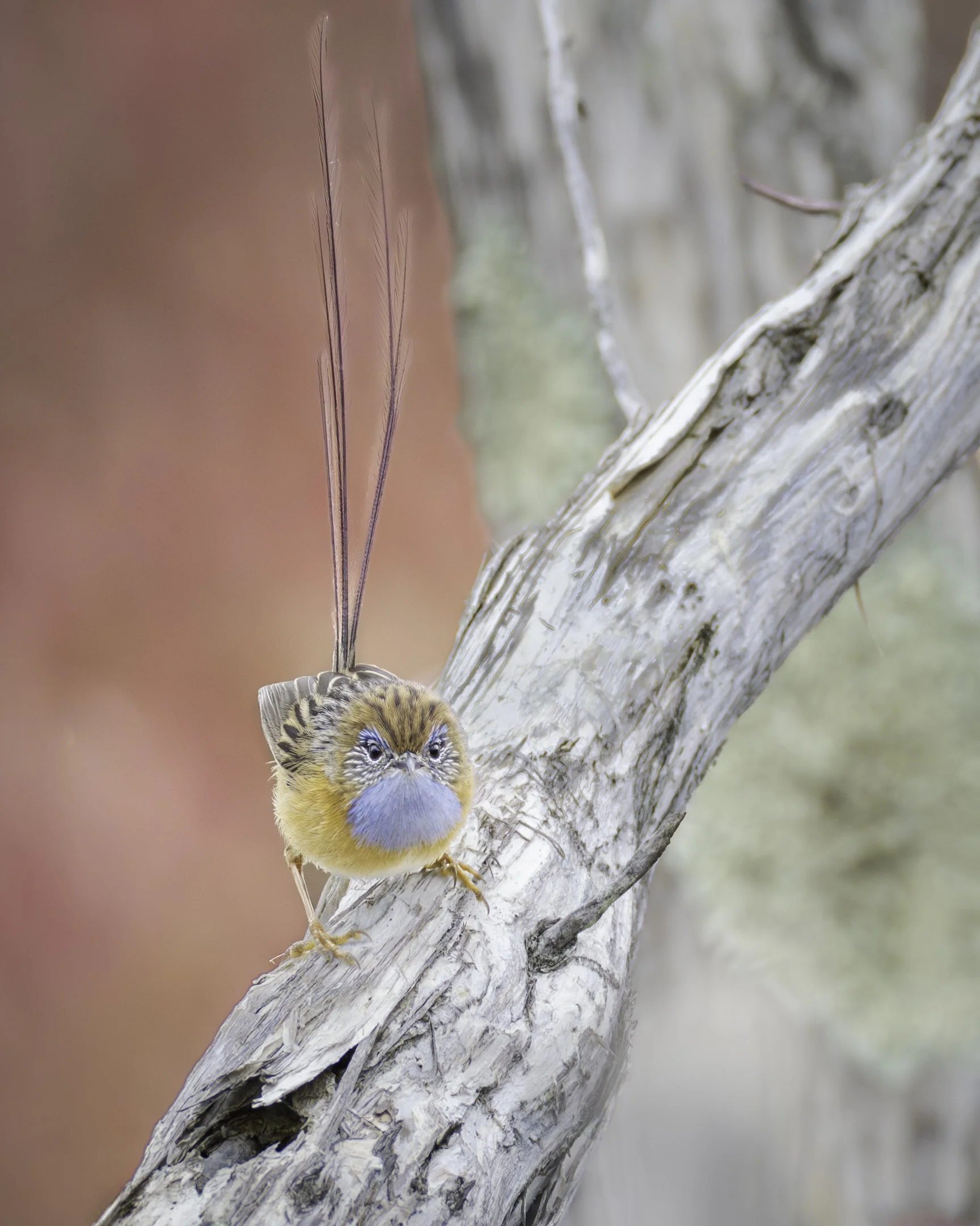 A small blue and yellow bird perched on a weathered, white, textured tree branch, with a blurred background.