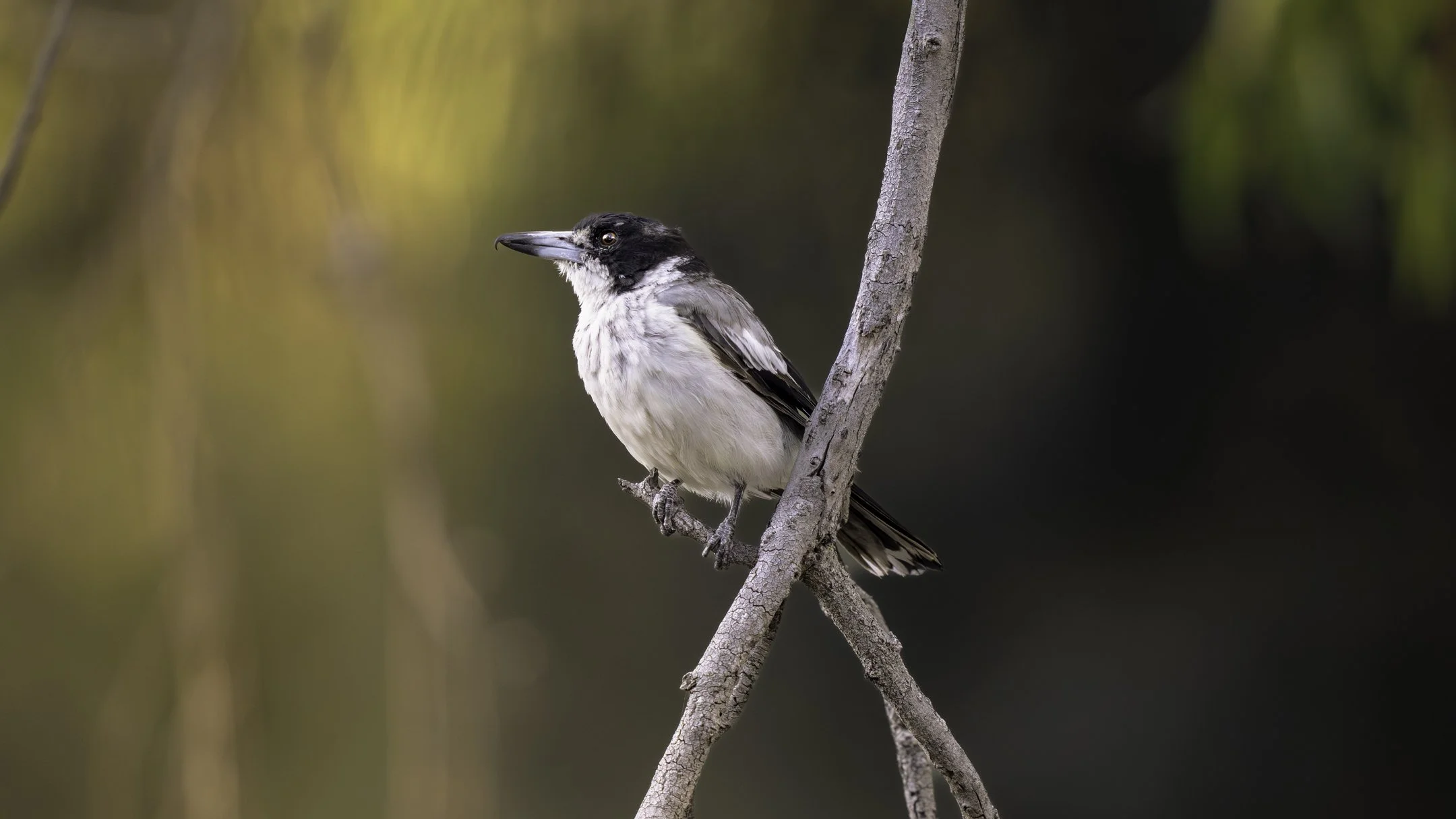 A bird with black and white feathers perched on a thin tree branch against a blurred background of green and yellow foliage.