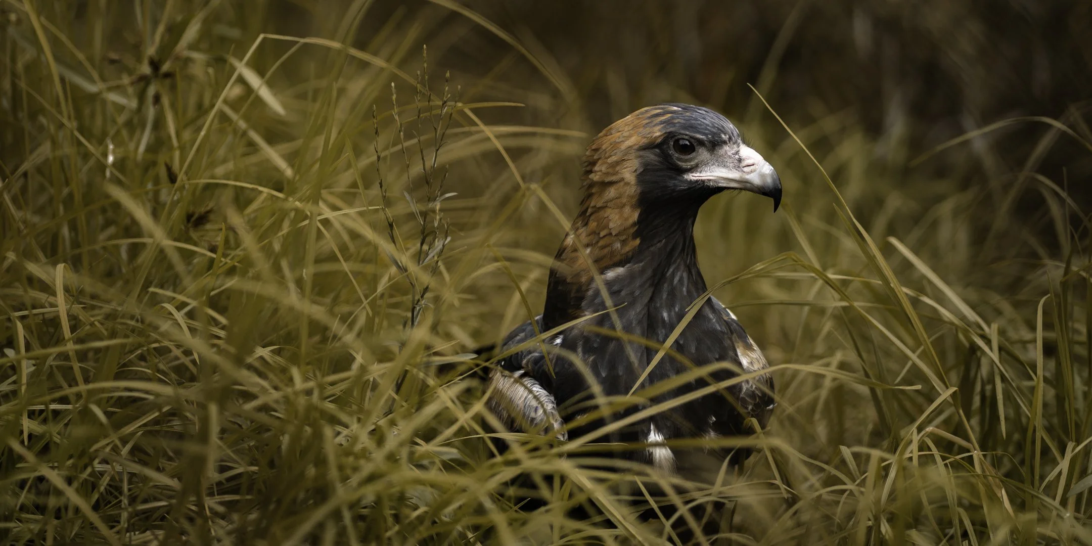 A bird of prey, possibly a hawk or eagle, sitting in tall, dry grass with a focused expression.