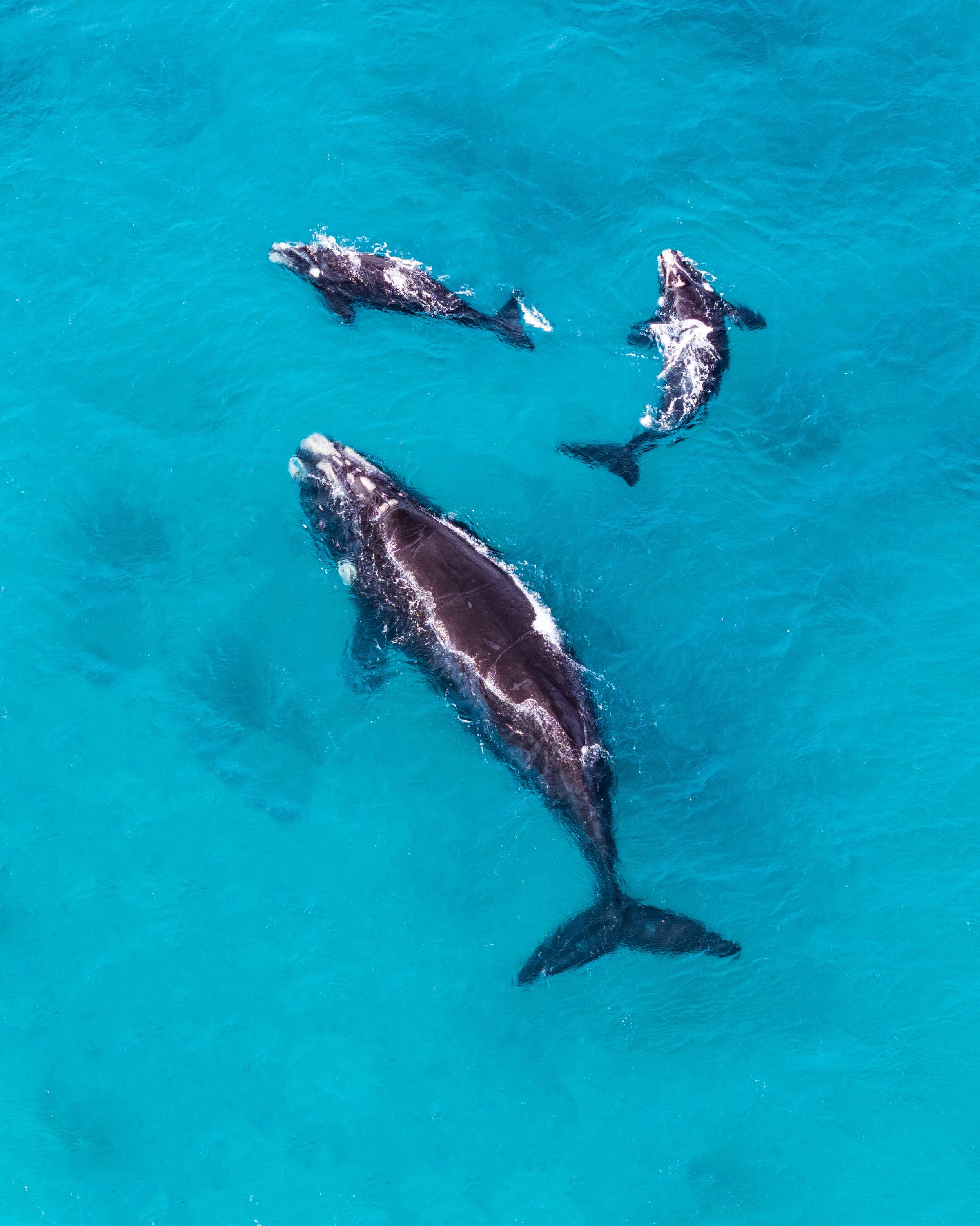 Three humpback whales swimming in clear blue ocean water.