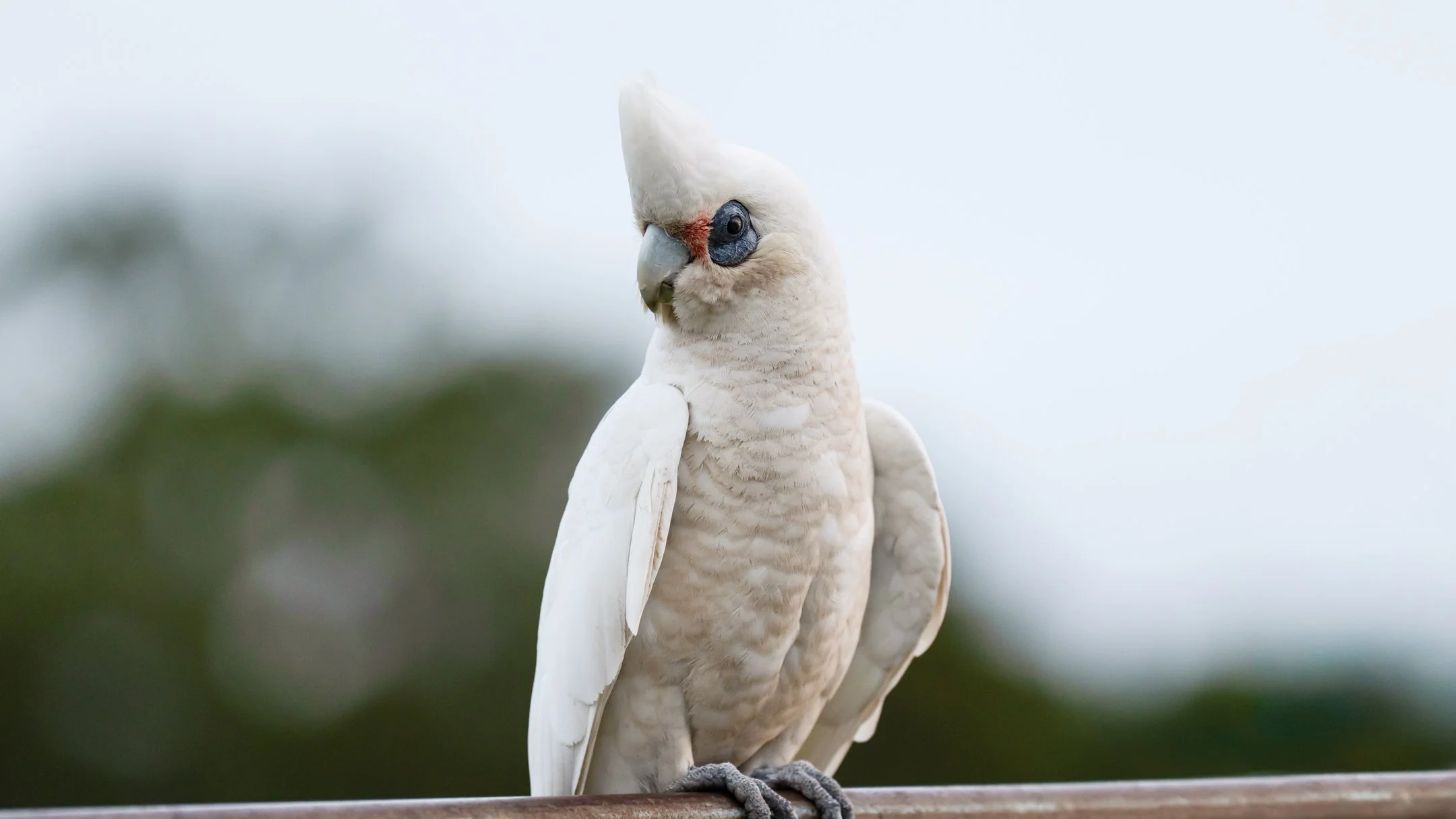 A close-up of a white cockatoo with a distinctive crest, standing on a perch against a blurred outdoor background.