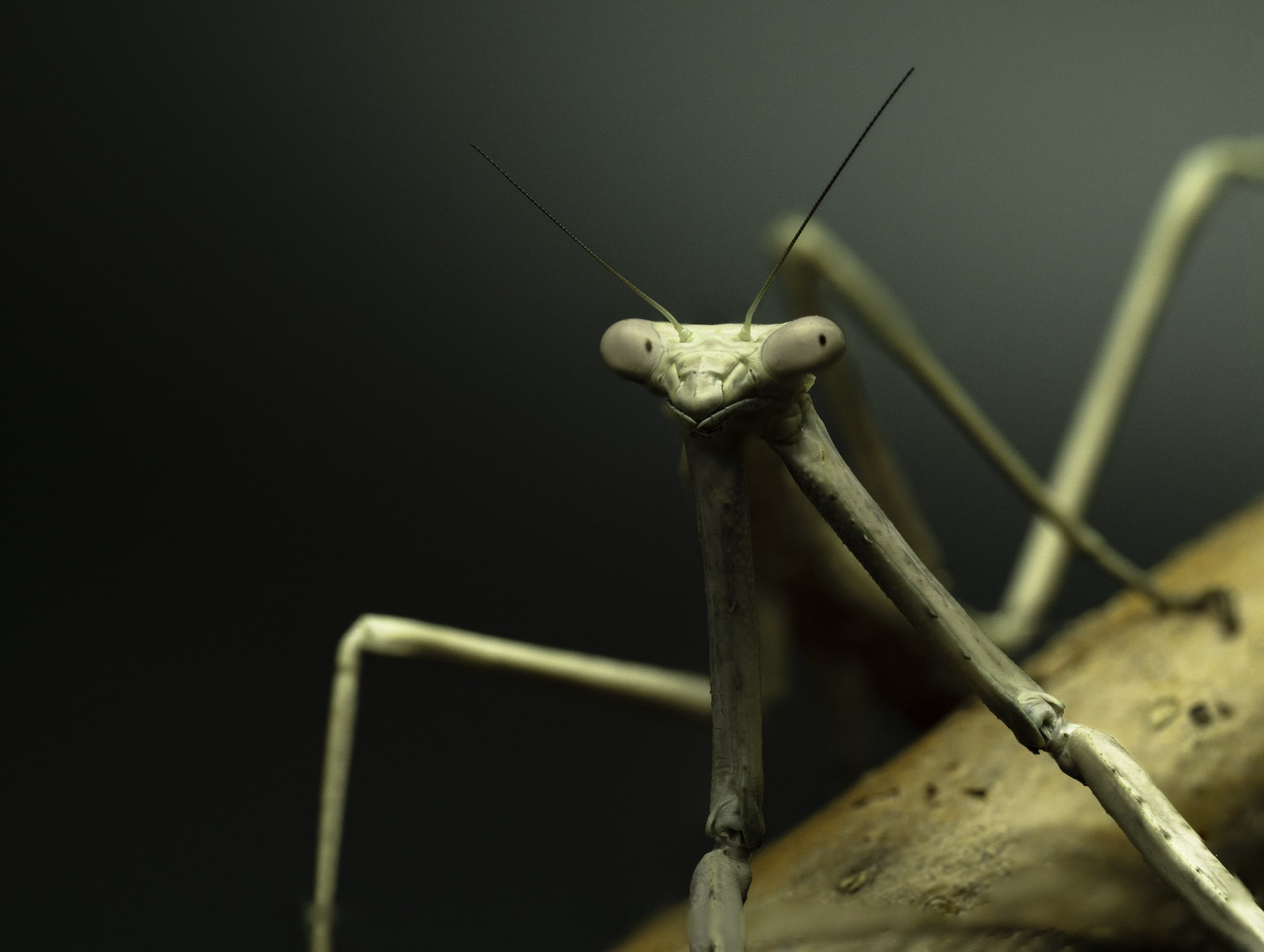 Close-up of a white praying mantis sitting on a thin stick in a natural environment.