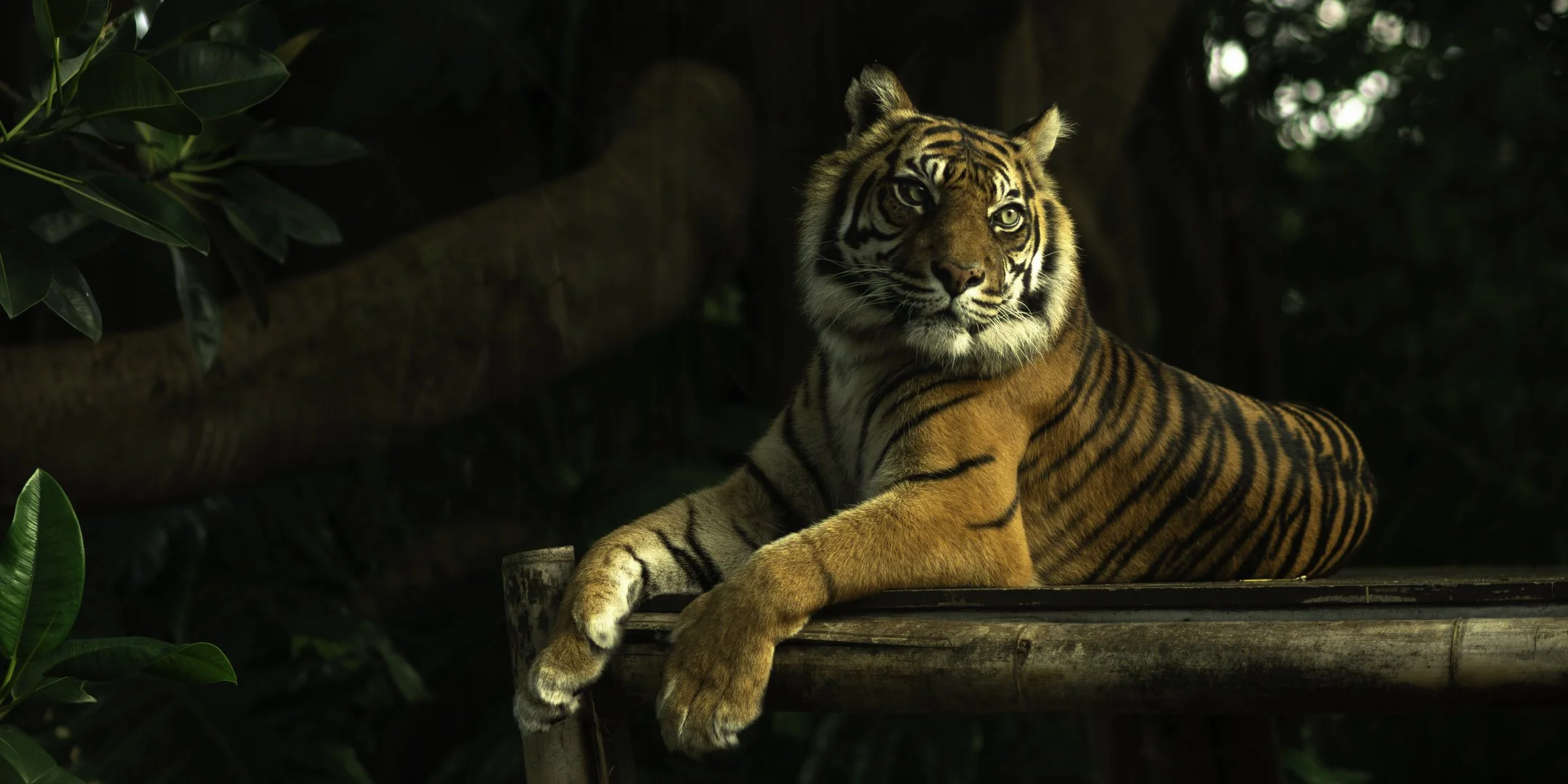 A tiger lying on a wooden platform in a lush green forest with dense foliage.