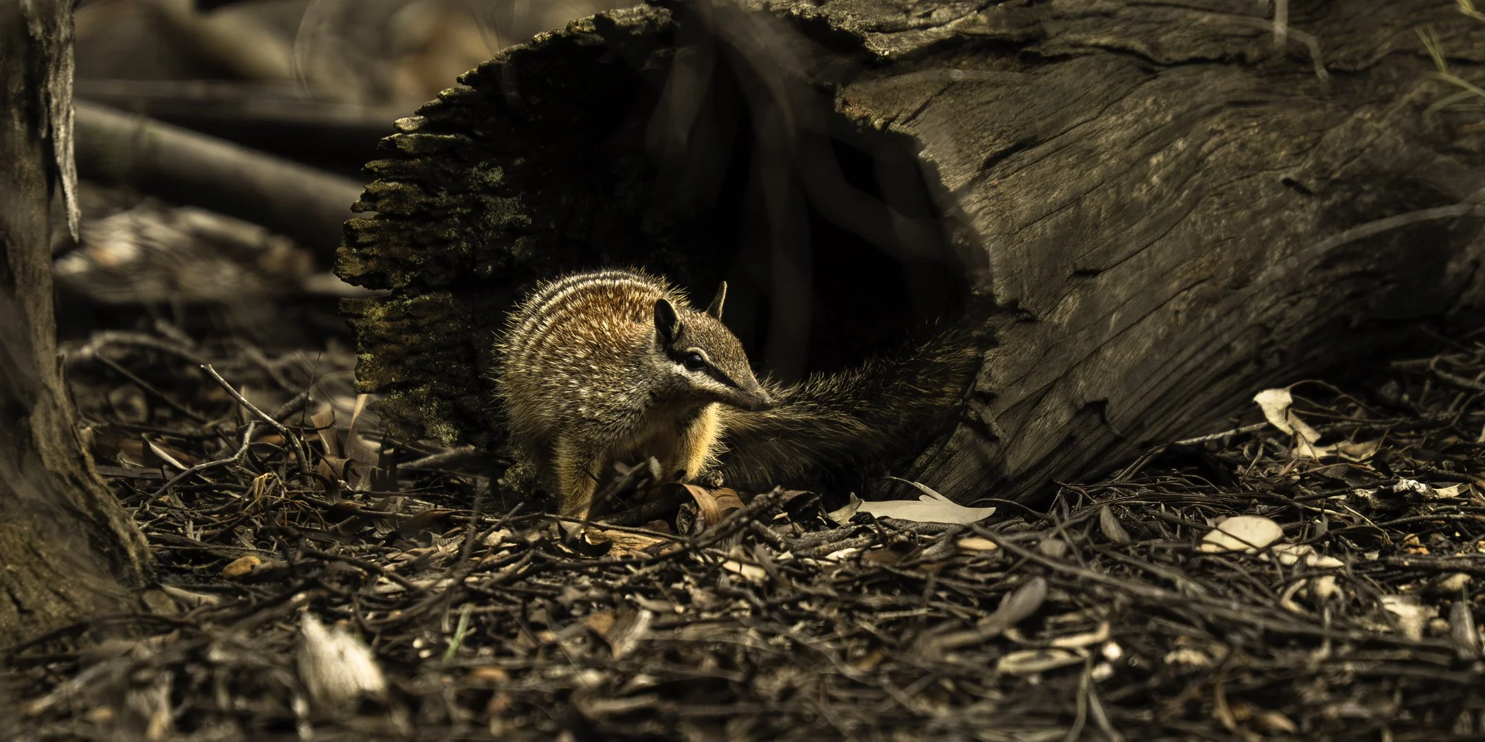 A squirrel on the ground near a hollow log in a forested area.