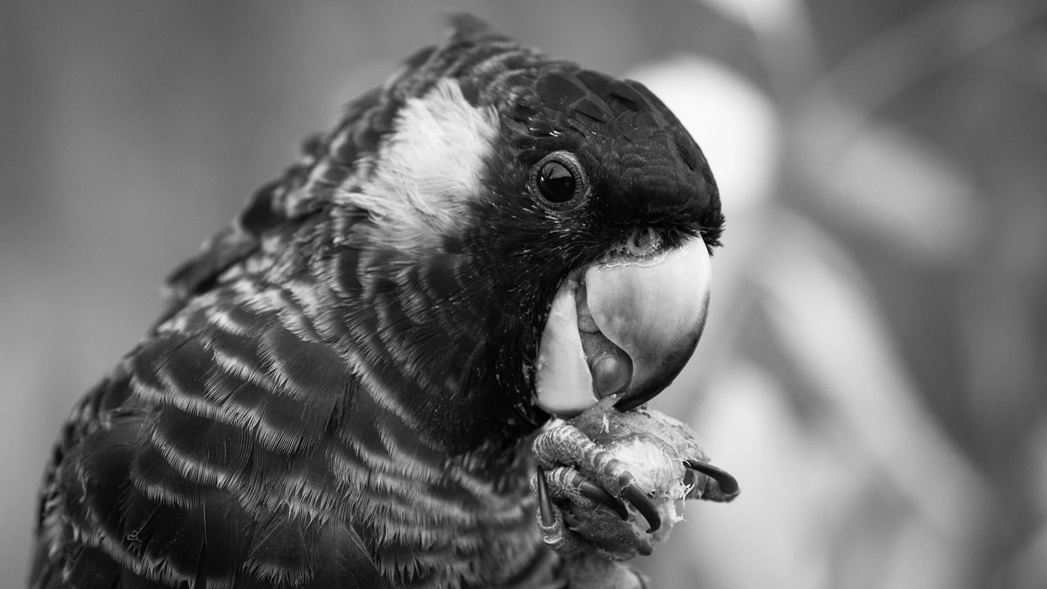 Close-up black-and-white photo of a bird of prey, possibly a falcon, holding a small prey in its talons with a blurred background.