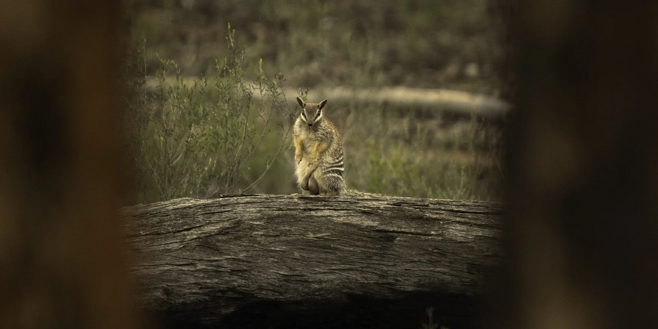 A squirrel sitting on a log, looking directly at the camera, surrounded by nature.