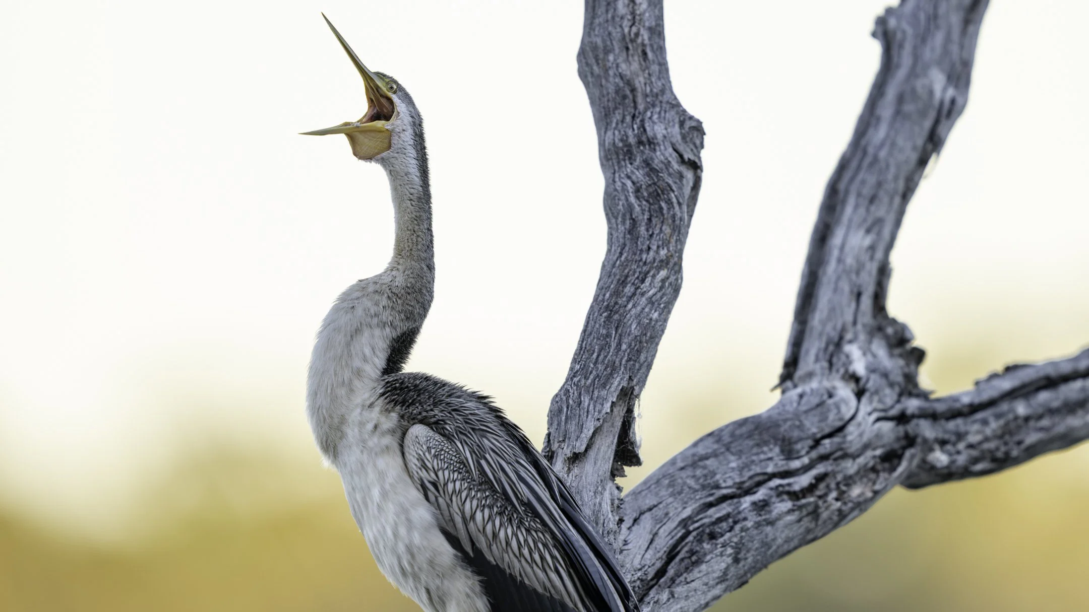 A bird with its beak wide open, perched on a branch of a weathered tree.