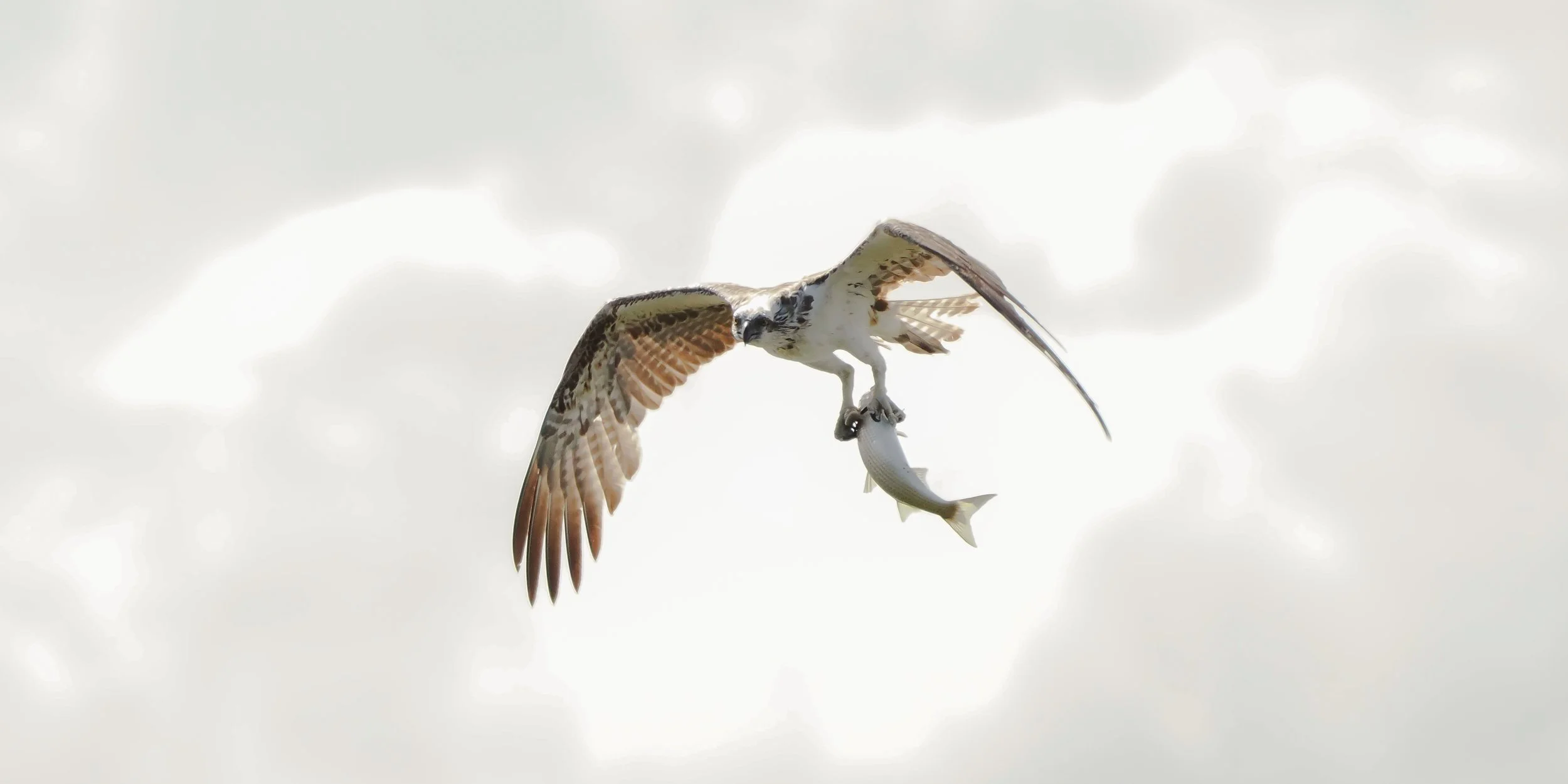 Osprey flying in the sky with a fish in its talons.