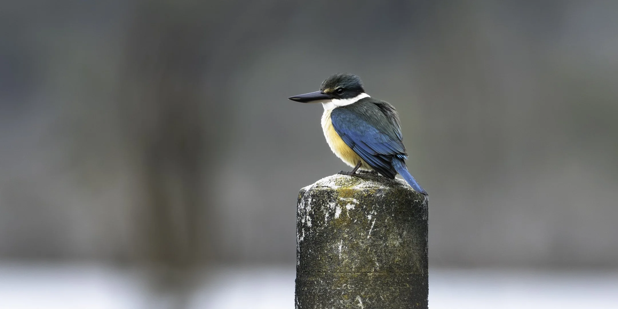 A kingfisher bird with blue, turquoise, orange, yellow, and white feathers perched on a weathered stone post against a blurred, neutral background.