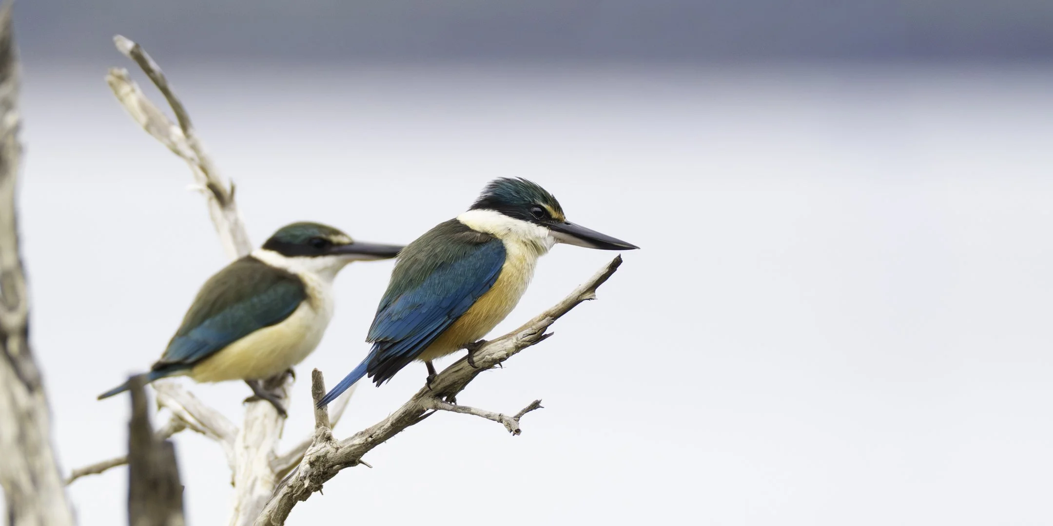 Two kingfisher birds perched on a branch against a blurred sky background, showcasing their blue and yellow plumage.