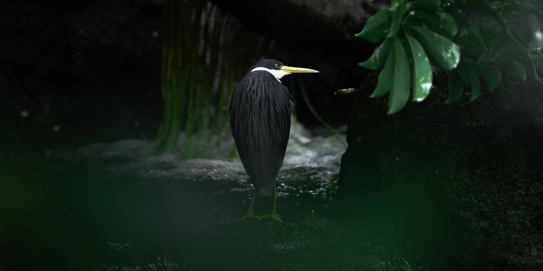 A heron standing in a body of water near rocks and green foliage.