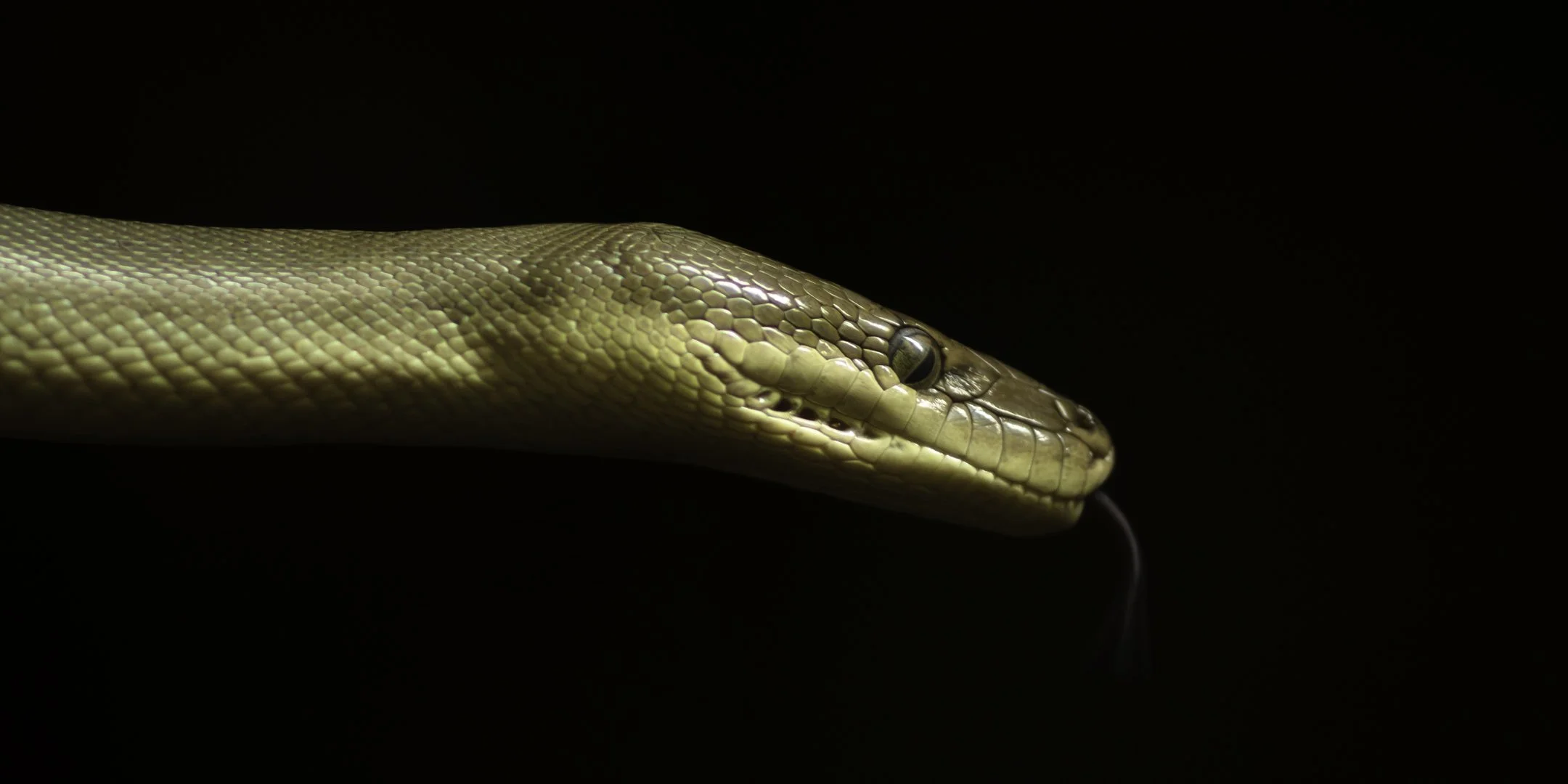 Close-up of a snake's head with beige and brown scales against a black background.