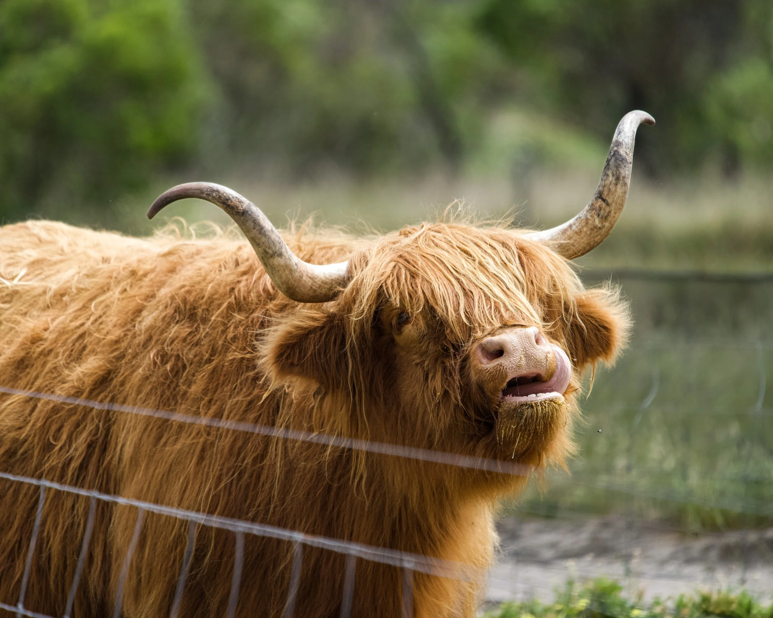 A Highland cow with long, shaggy, reddish-brown fur and large curved horns standing behind a barbed wire fence. Green trees are blurred in the background.