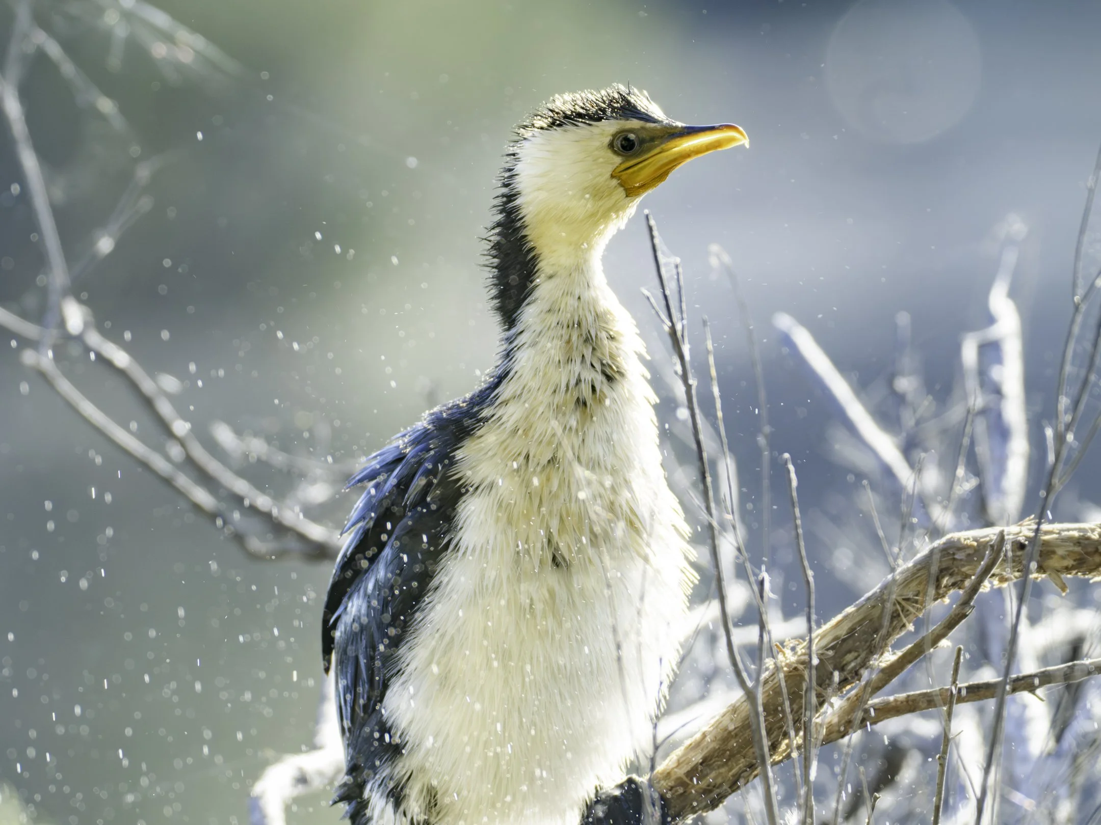 A bird perched on a branch in a snowy environment, with snowflakes falling around it and a blurred background of winter scenery.
