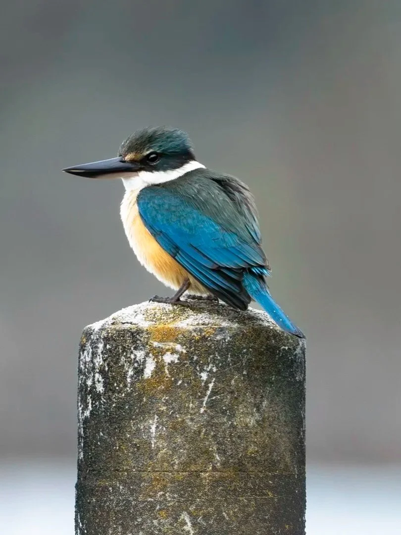 A kingfisher bird with blue and yellow feathers sitting on a weathered stone post.