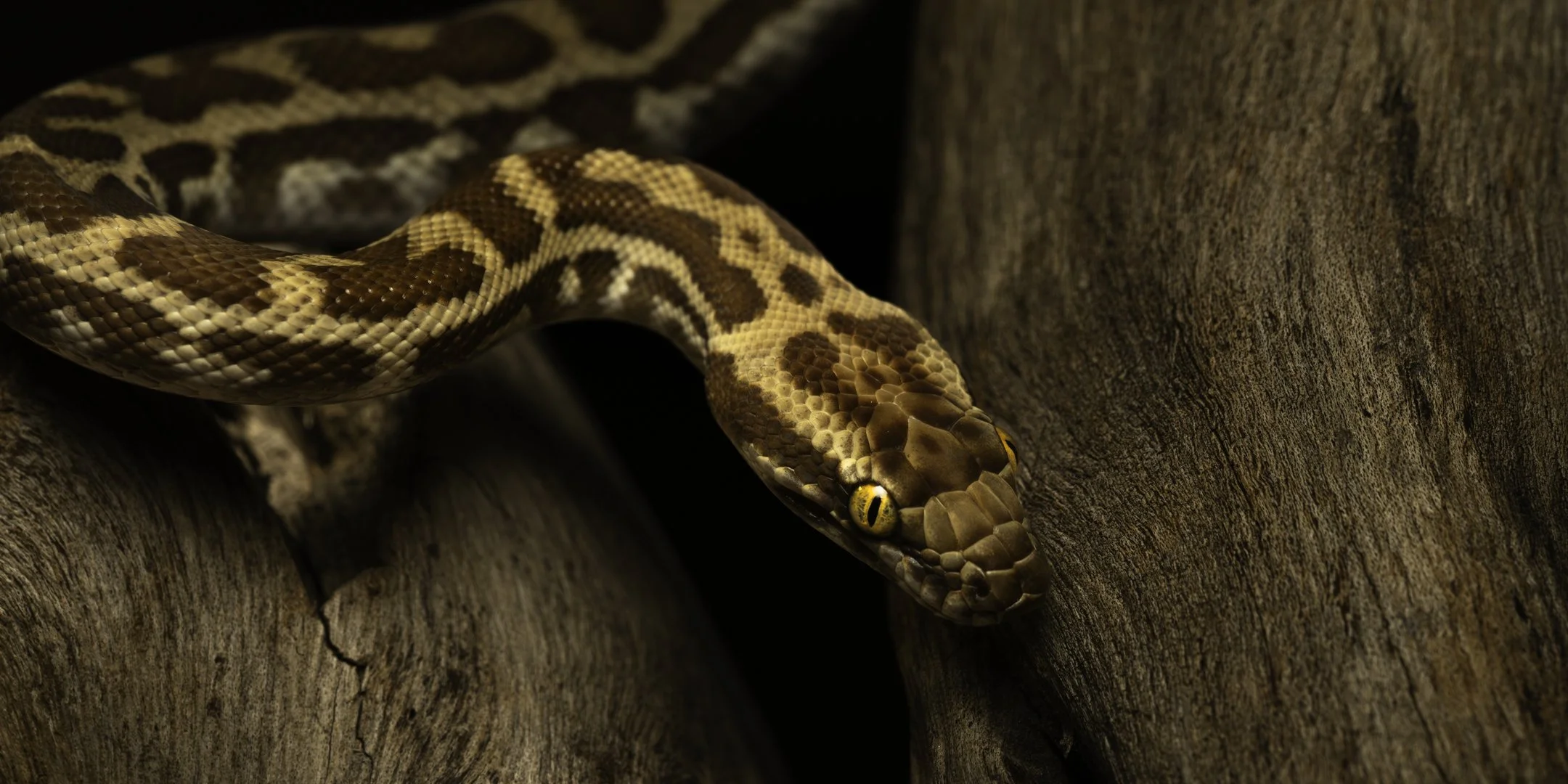 A close-up of a ball python snake with brown, black, and tan patterned scales on a piece of wood.