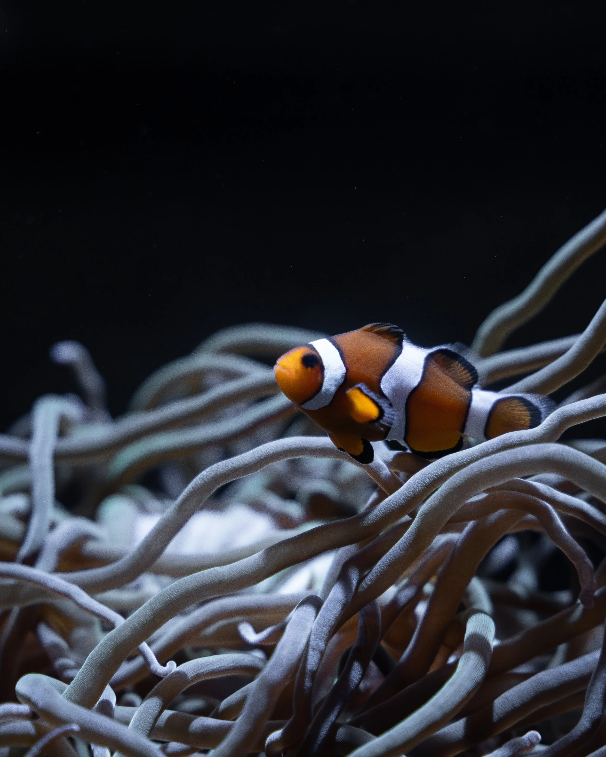 Close-up of a clownfish swimming among white sea anemone tentacles against a dark background, underwater scene.