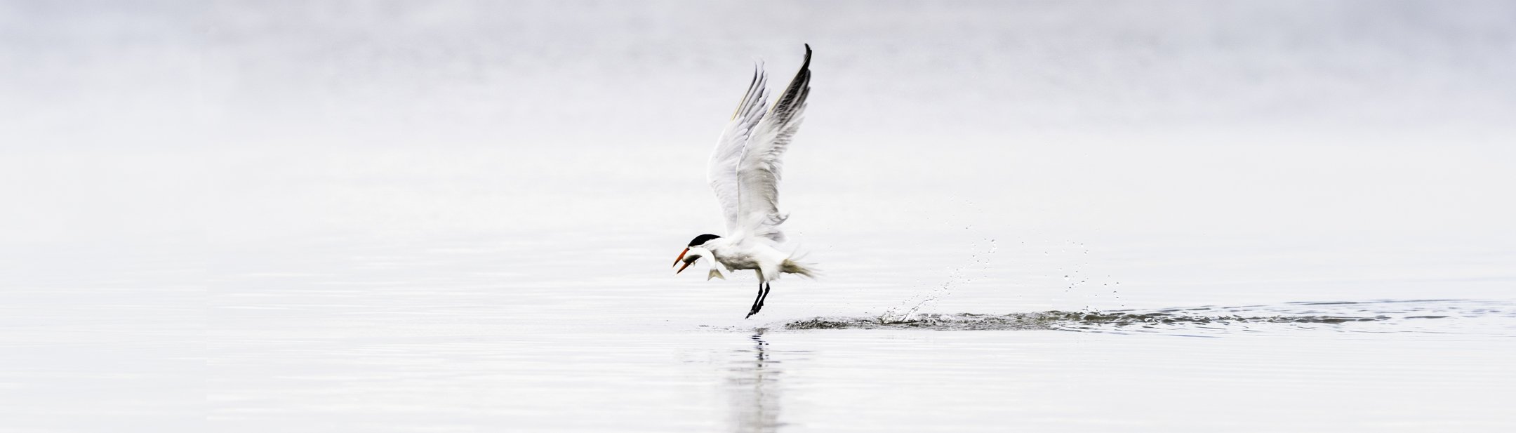 Landing Gear