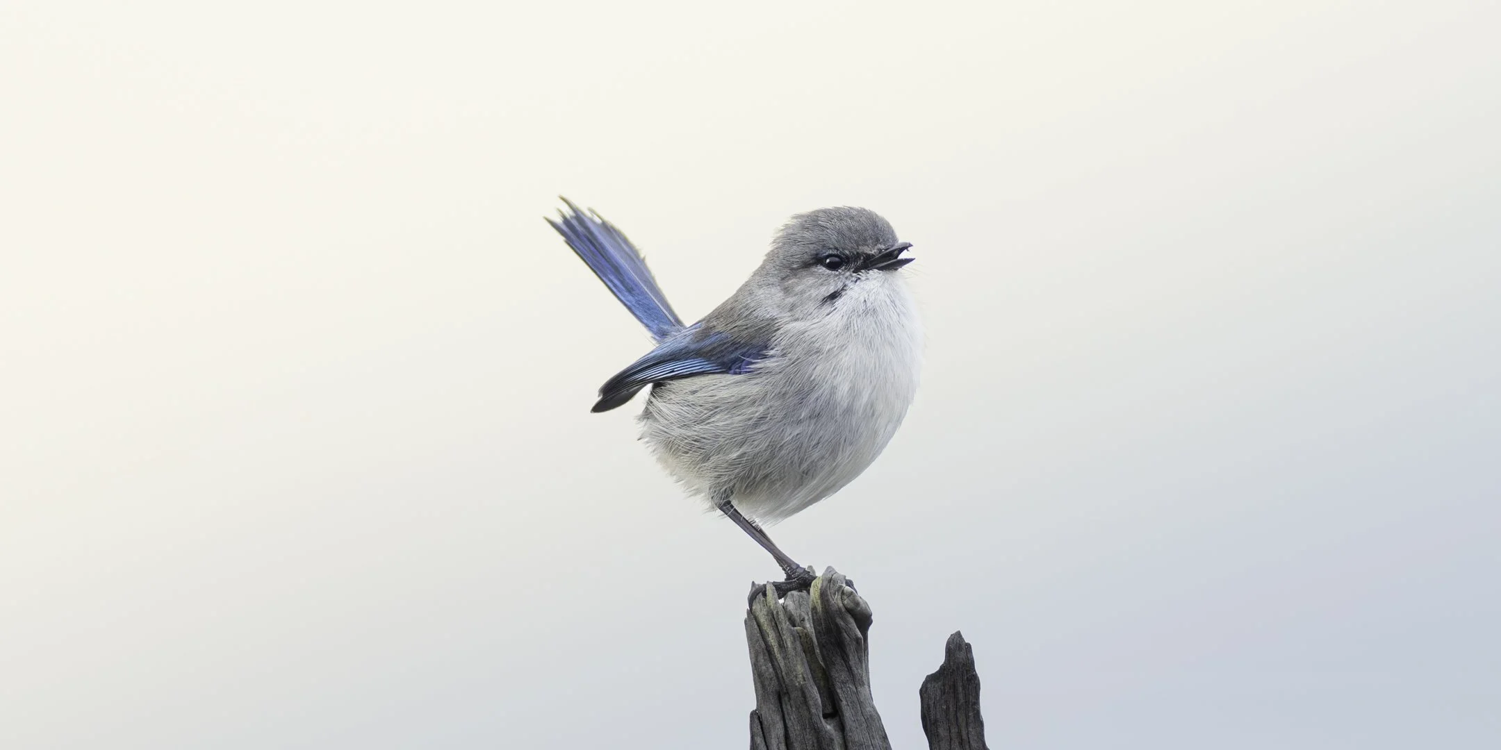 A small bird with blue wings and a gray body perched on a weathered piece of wood against a light, plain background.
