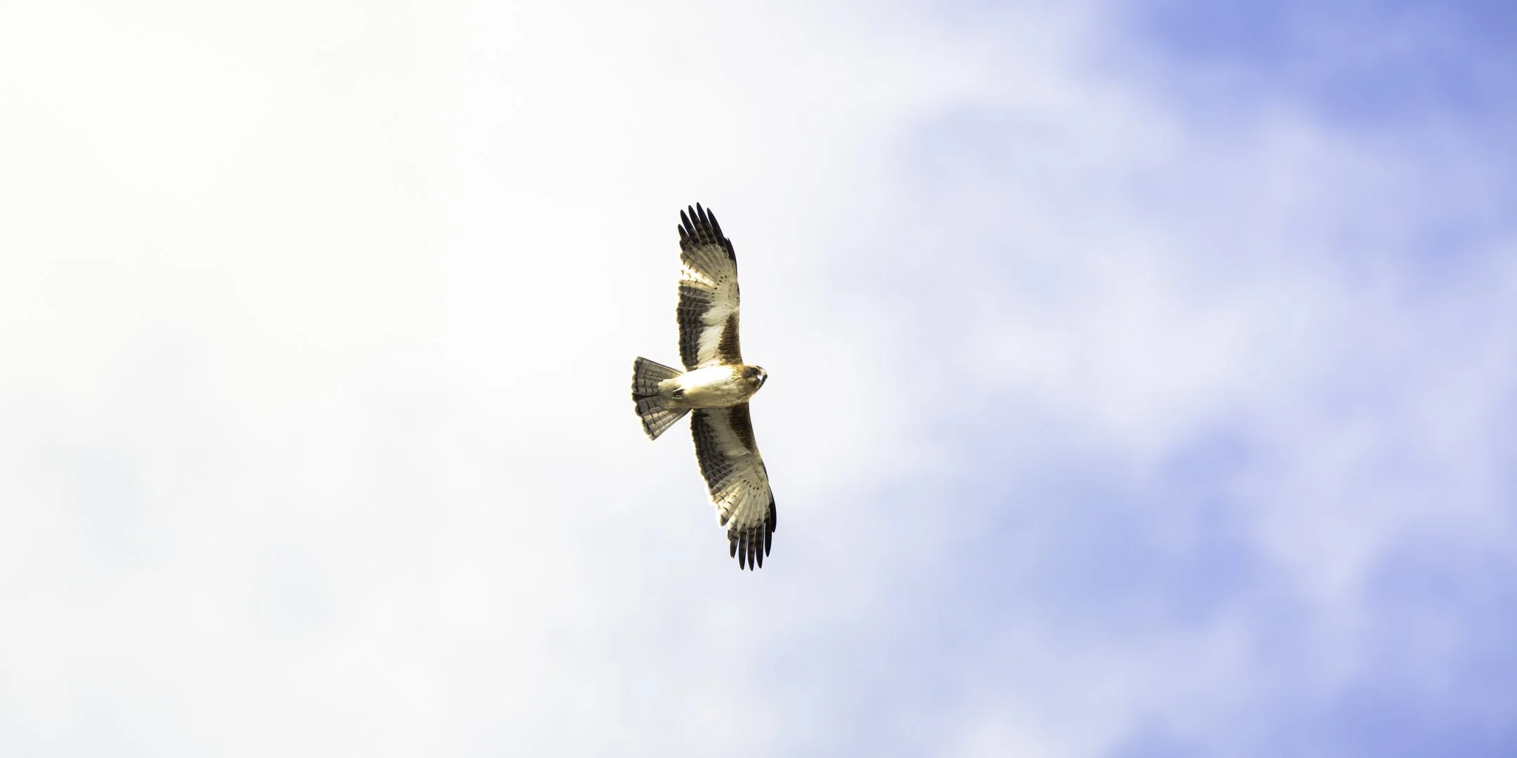 A bird of prey, possibly an osprey or hawk, soaring in a partly cloudy sky with its wings spread wide.