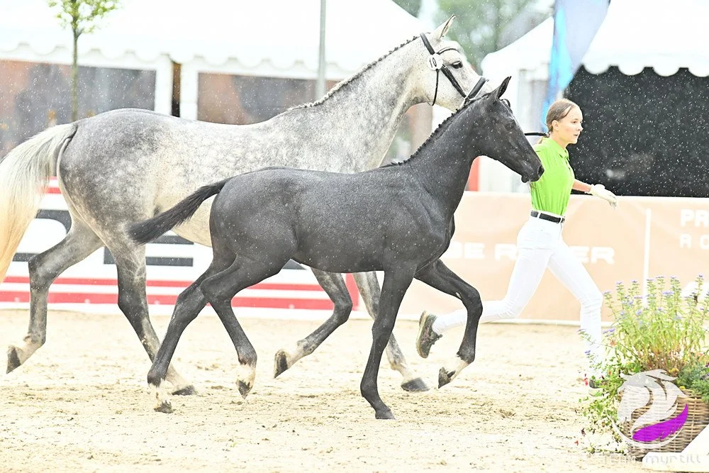 Fohlen Wo 1_2025.jpg